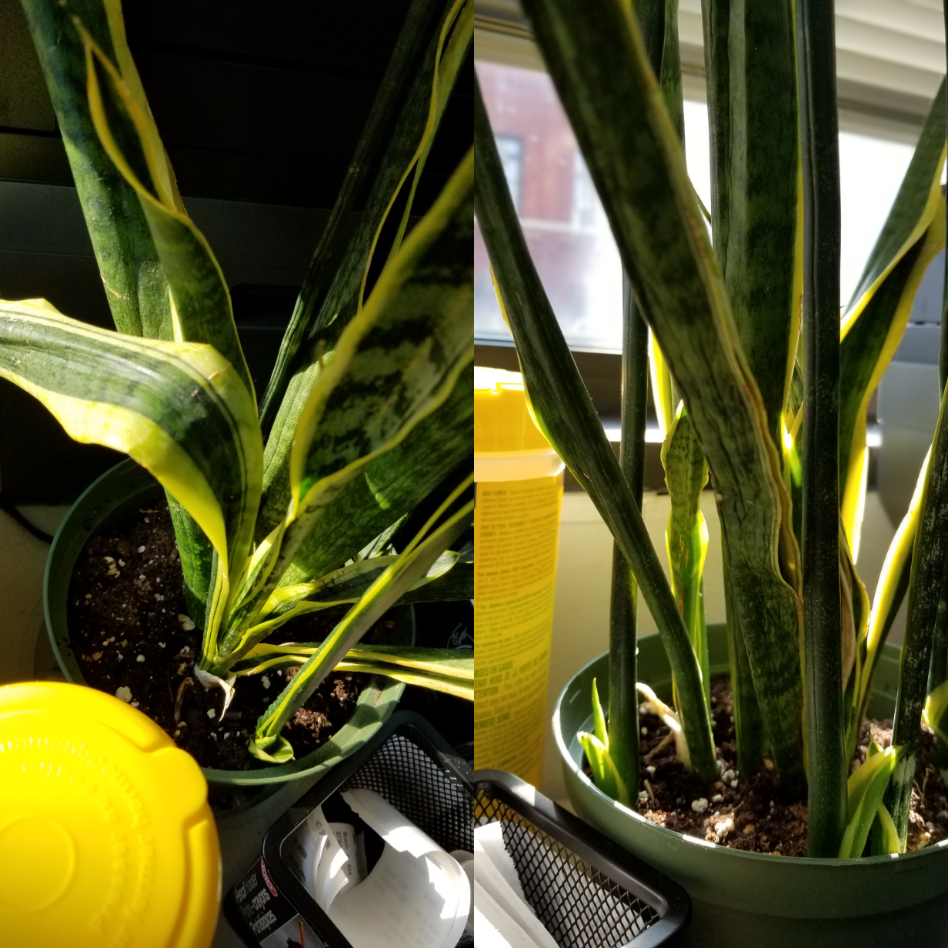 My snake plant is dying? what am I doing wrong? r/plantclinic