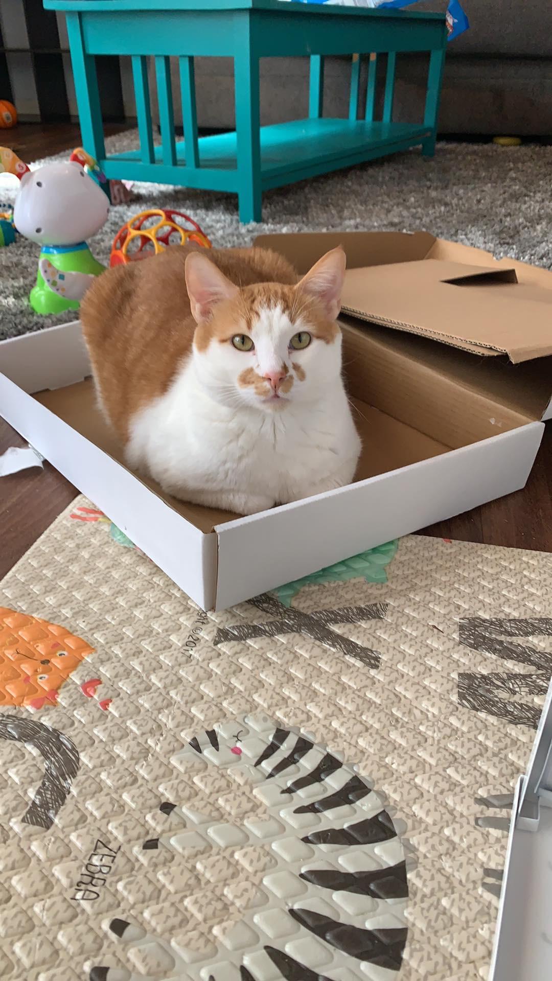 Got him a cat house at IKEA.....he uses the box it came in