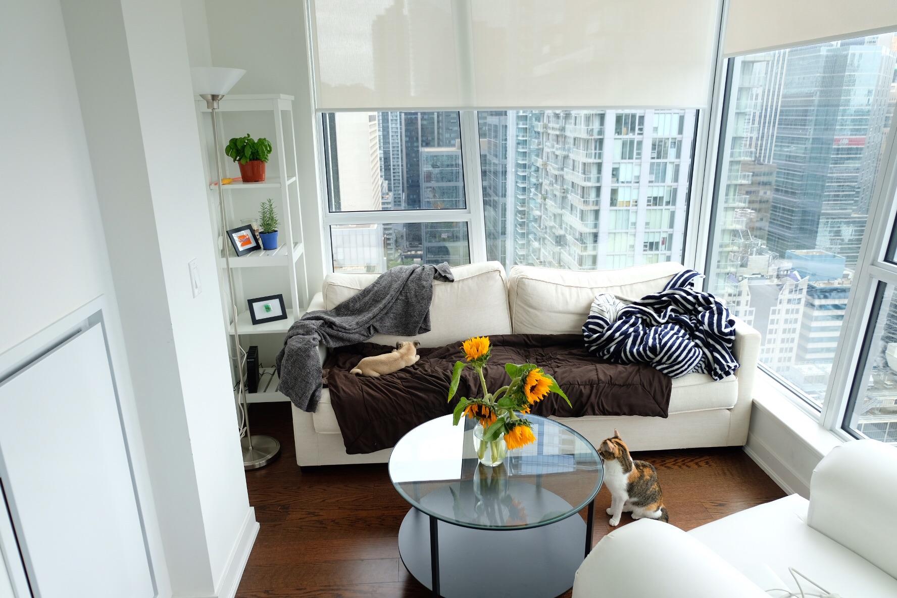 Sunflowers on a grey day make tiny apartments happy r/CozyPlaces