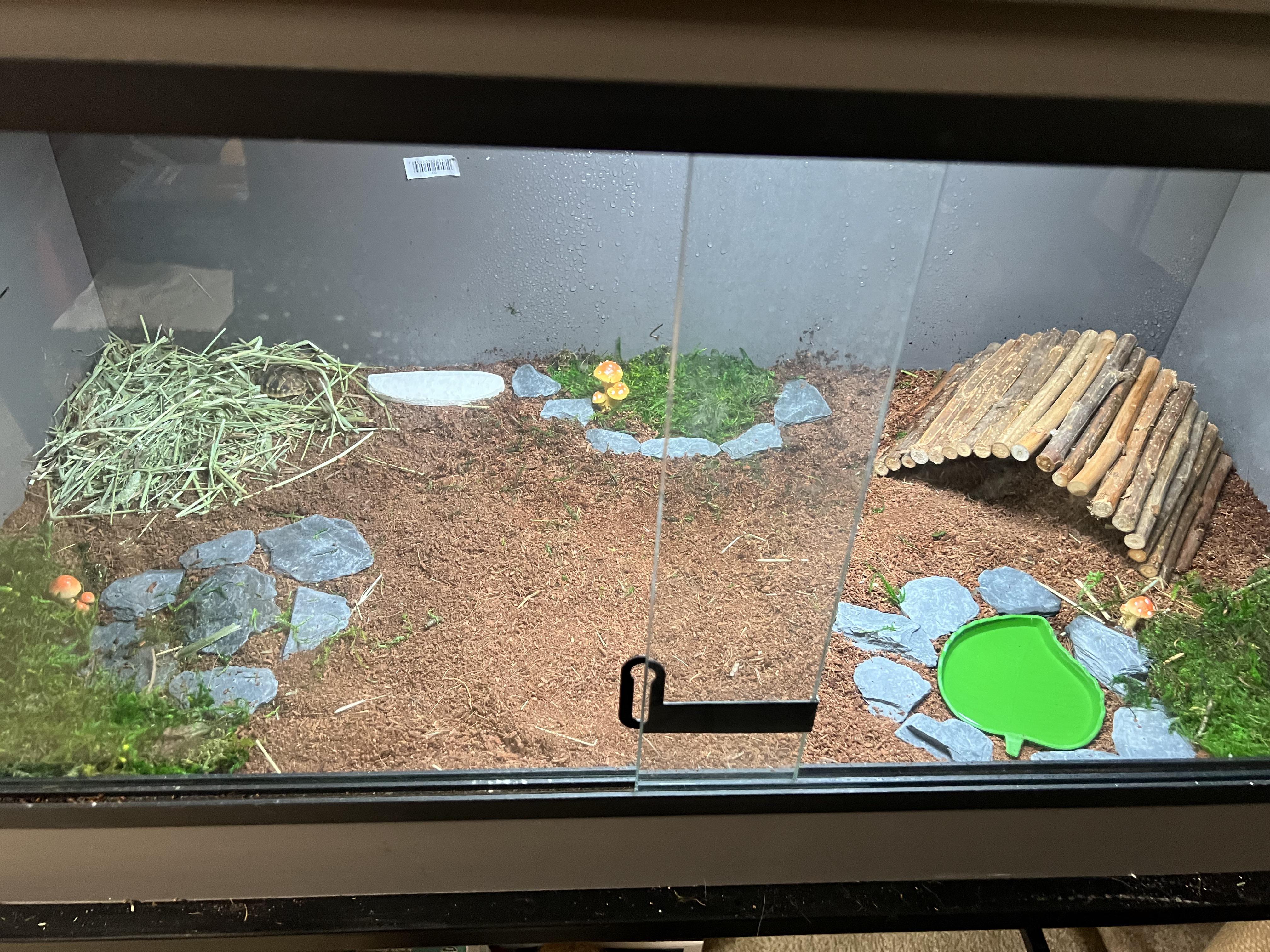Can you please give me any tips about my tortoise enclosure? It is for