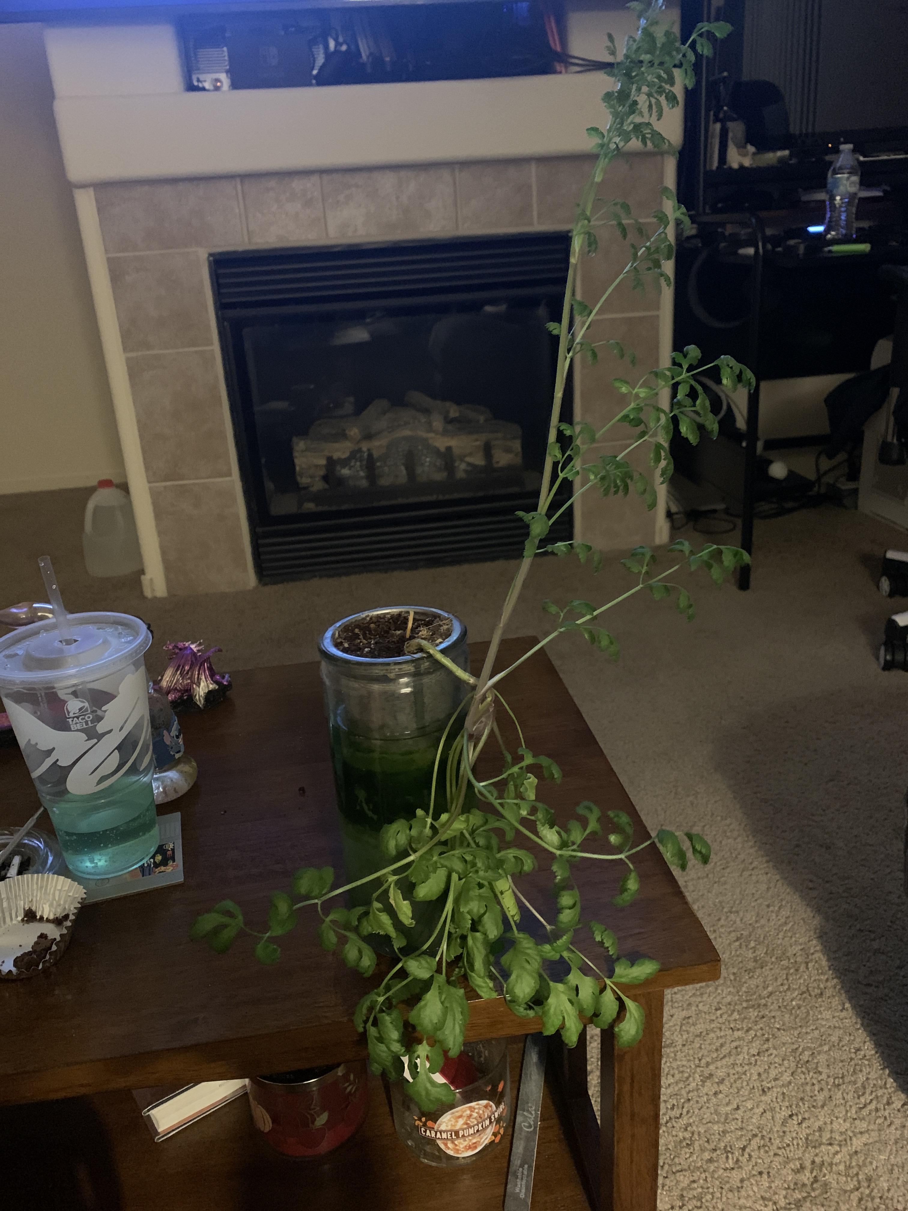 Why is my cilantro growing like this? Big thick leaves on the bottom
