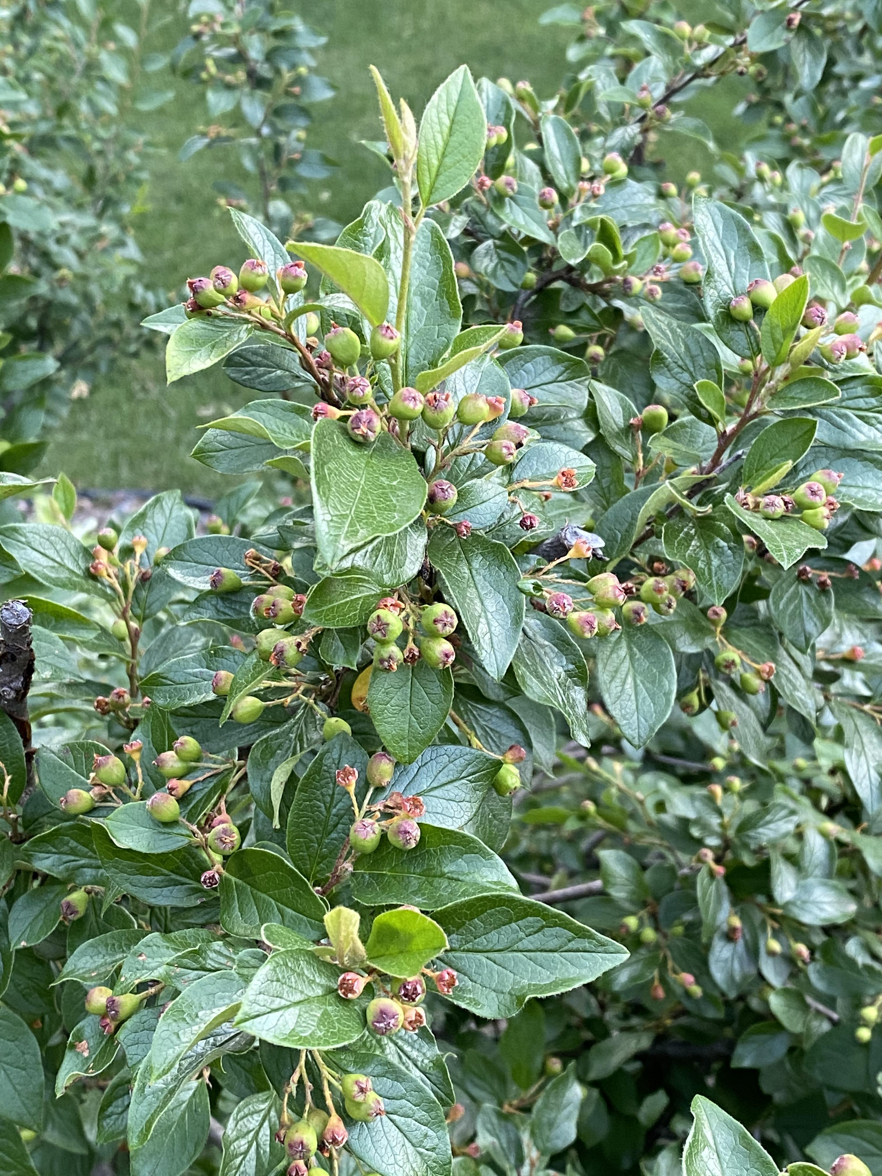 What Plant is this? Berries edible? r/whatsthisplant