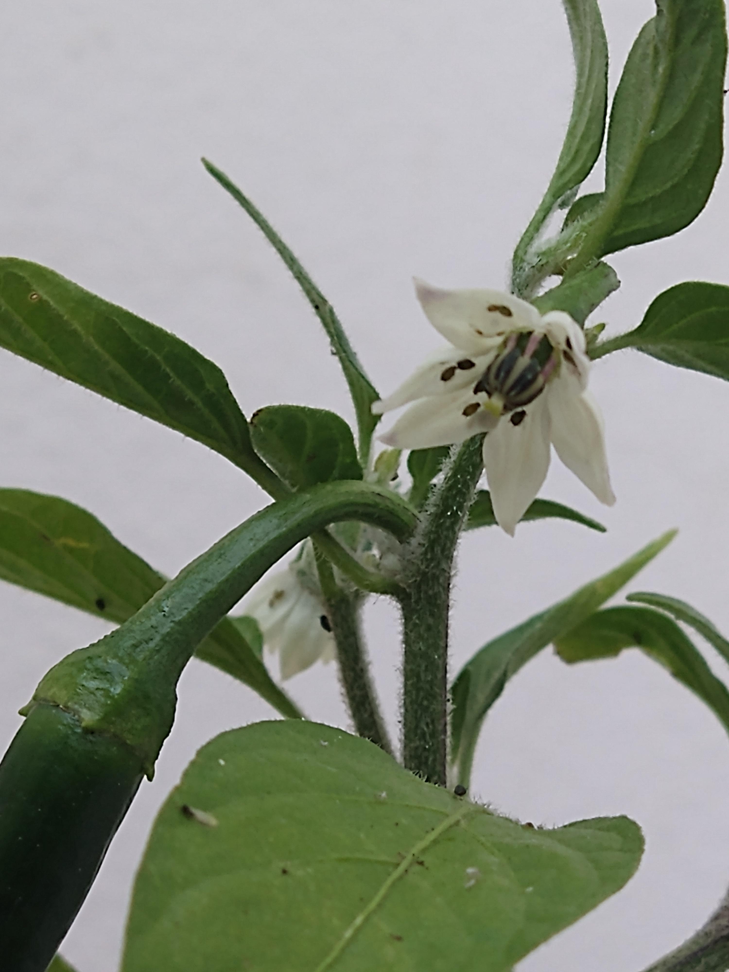 What are these bugs in my jalapeño? r/PepperLovers