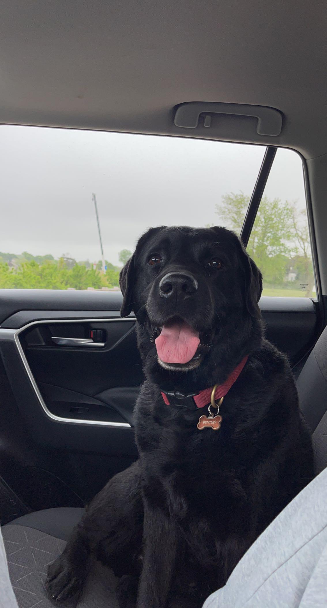 This is Moo, my second dog ever and my second black lab. He confirmed