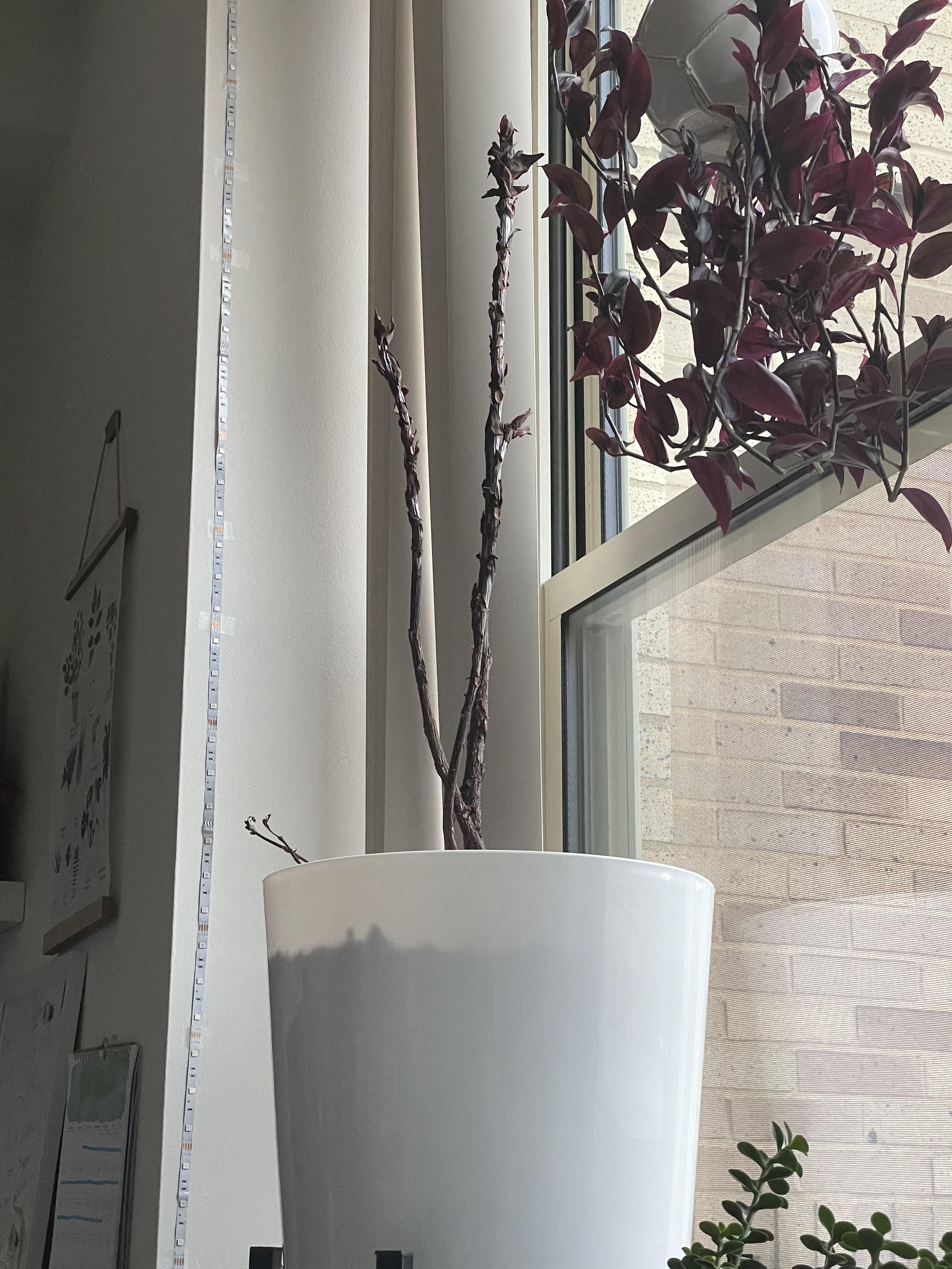 Any hope left? Can I still save my fiddle leaf fig that has lost all