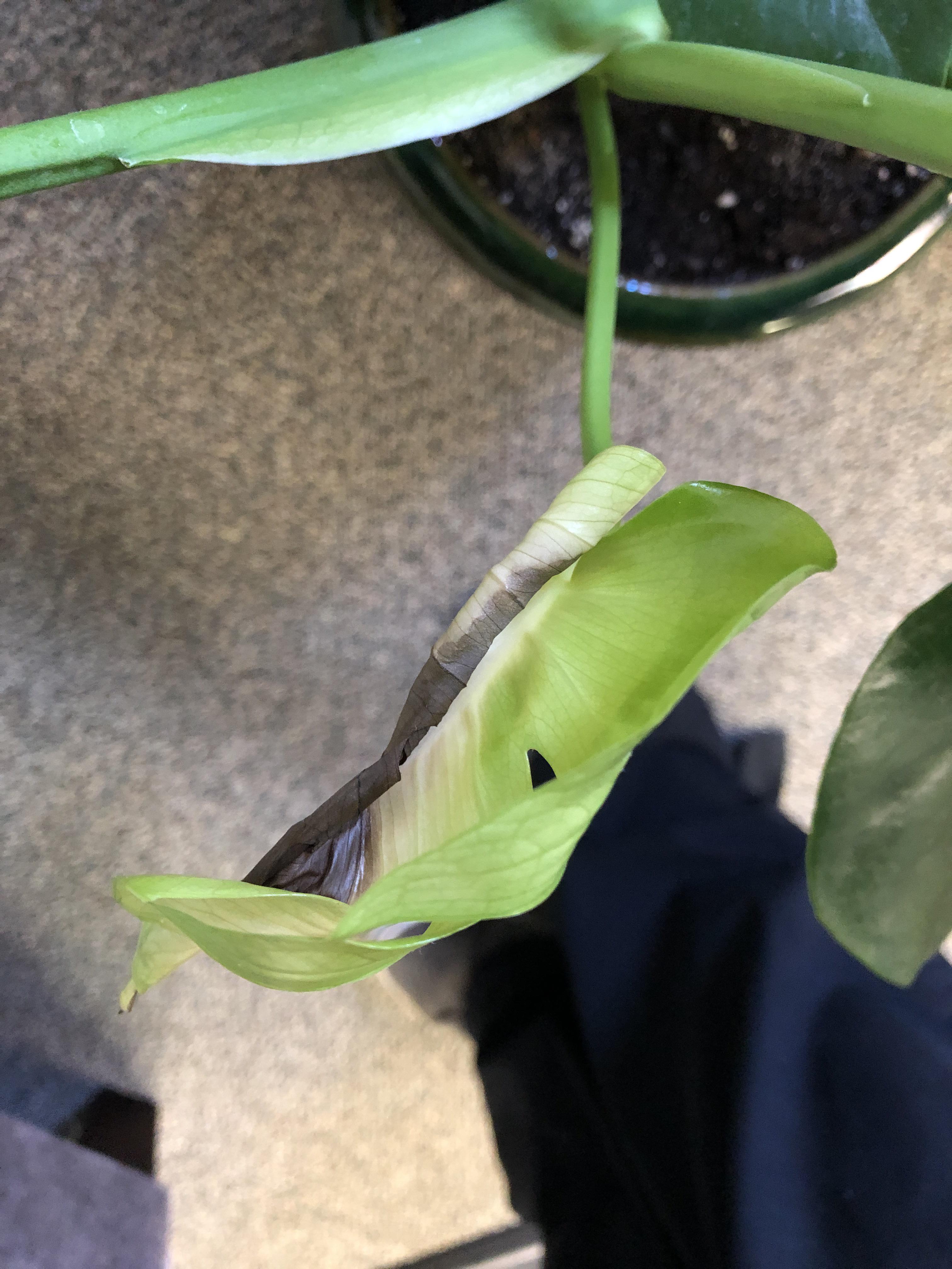 Black spot on unfurling leaf? Monstera