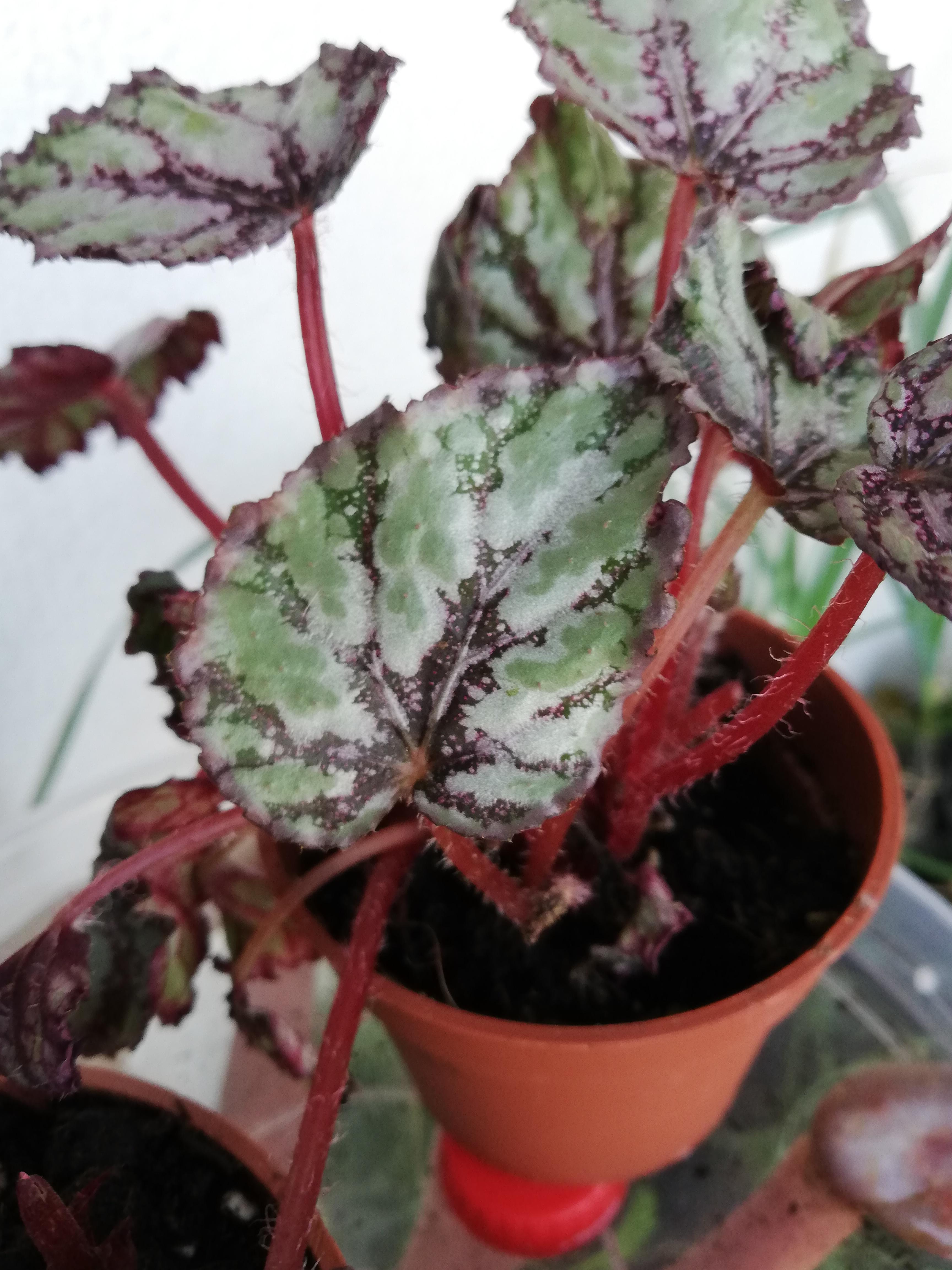 Hey bought this begonia rex last week and the leaves are looking like
