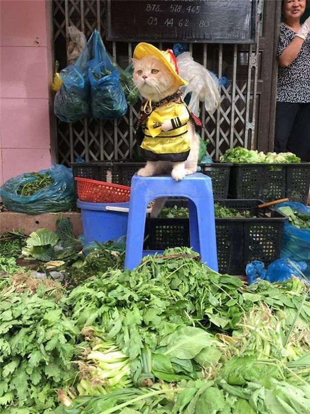 Cats sell vegetables version 2 r/funny