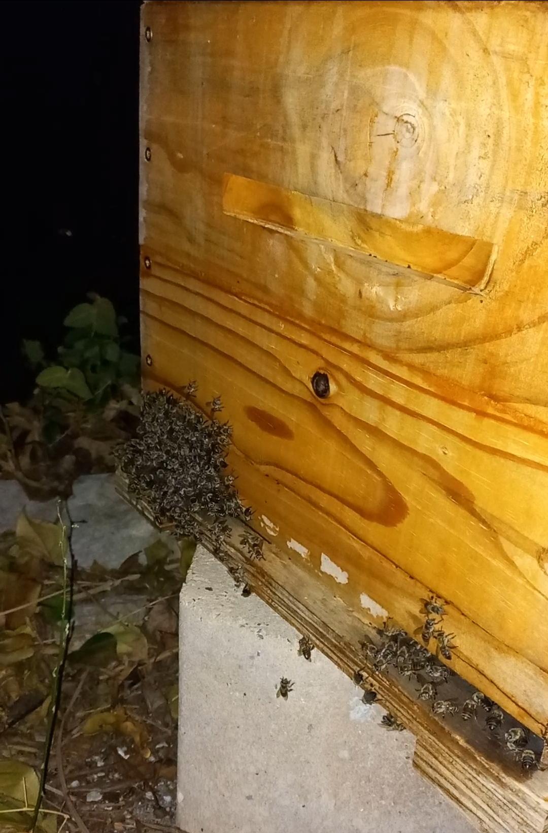 Bees clumping outside hive at night? What does it mean? African honey