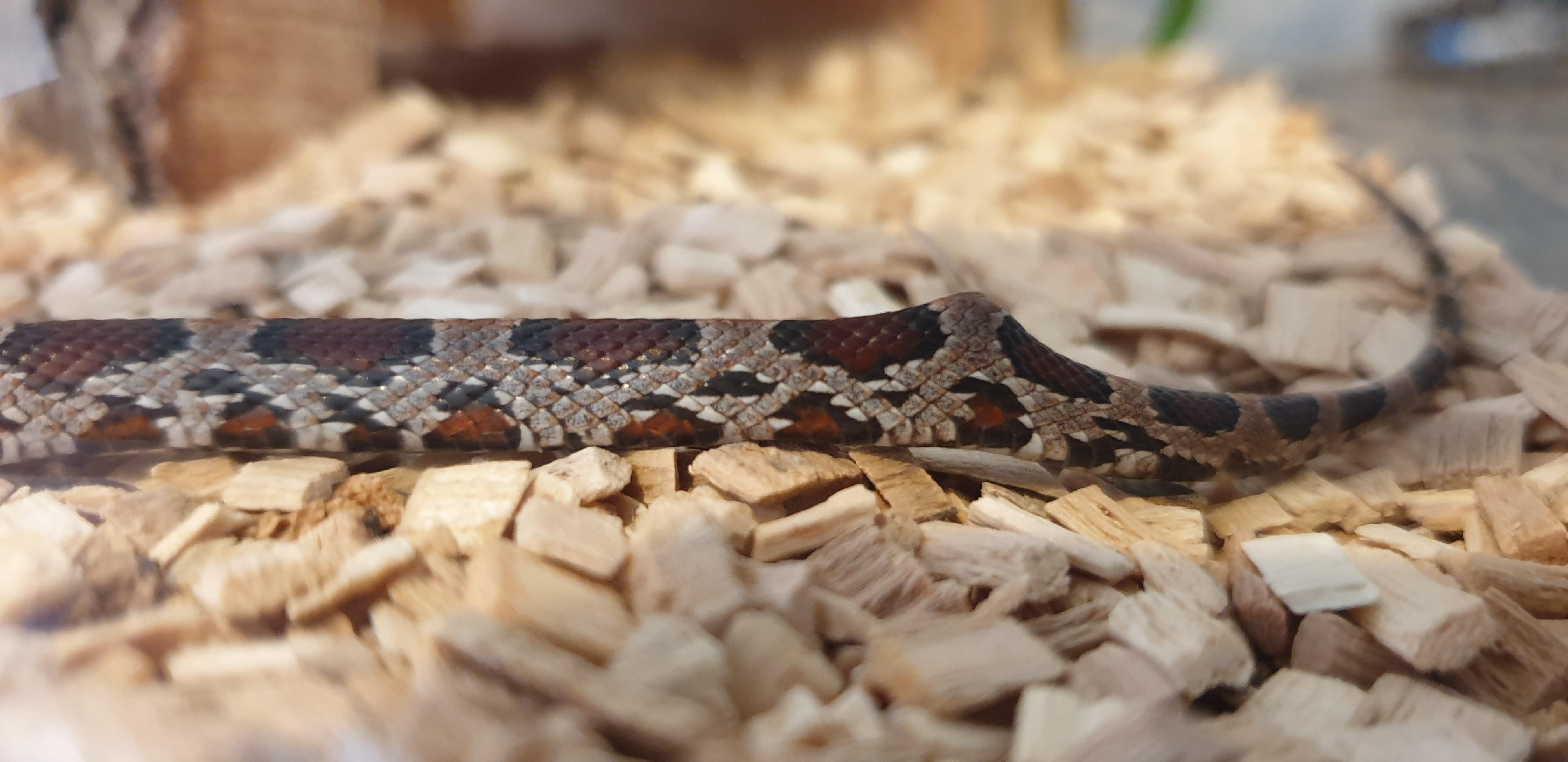 My juvenile F corn snake has a bump near the tail r/snakes