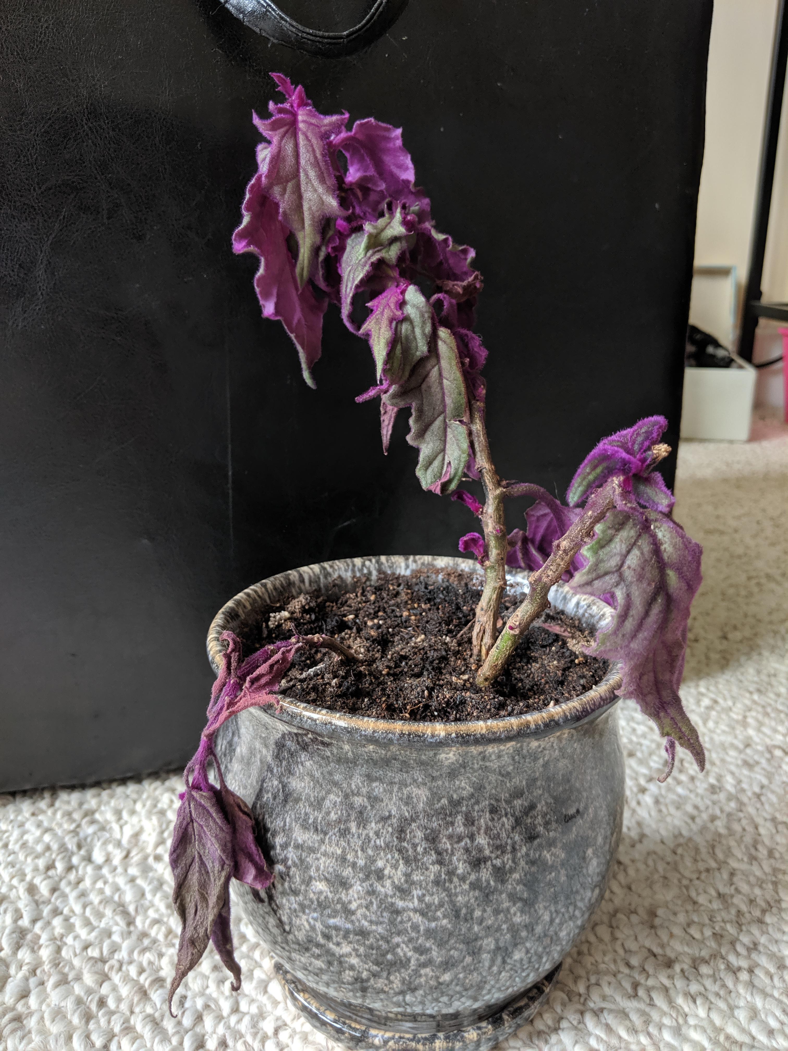 Please help! My purple passion or gynura aurantiaca had a scale problem
