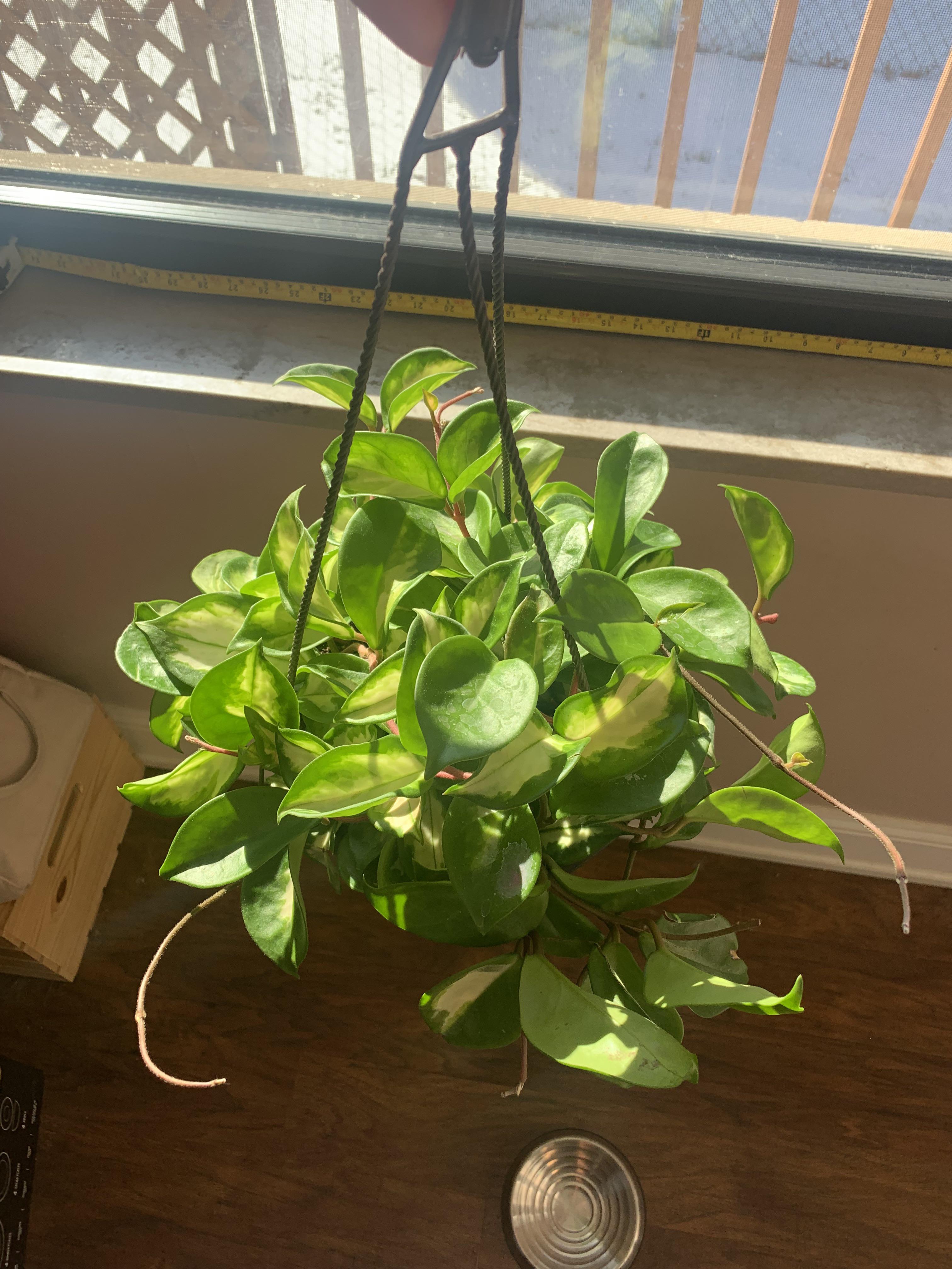 Hoya carnosa found at a Lowe’s near Cincinnati!! So happy plantwatch