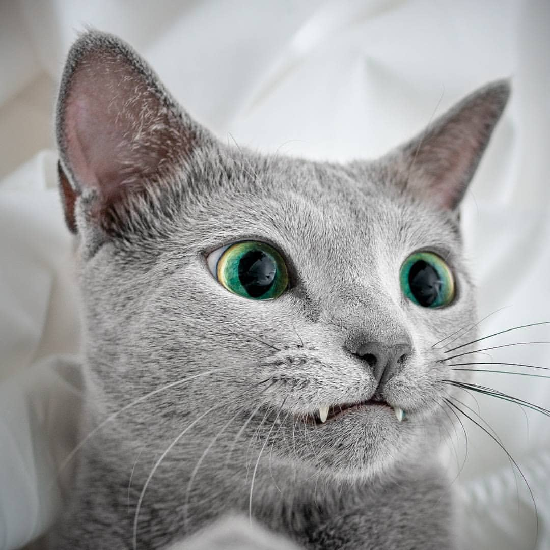 Russian blue cat r/DisneyEyes