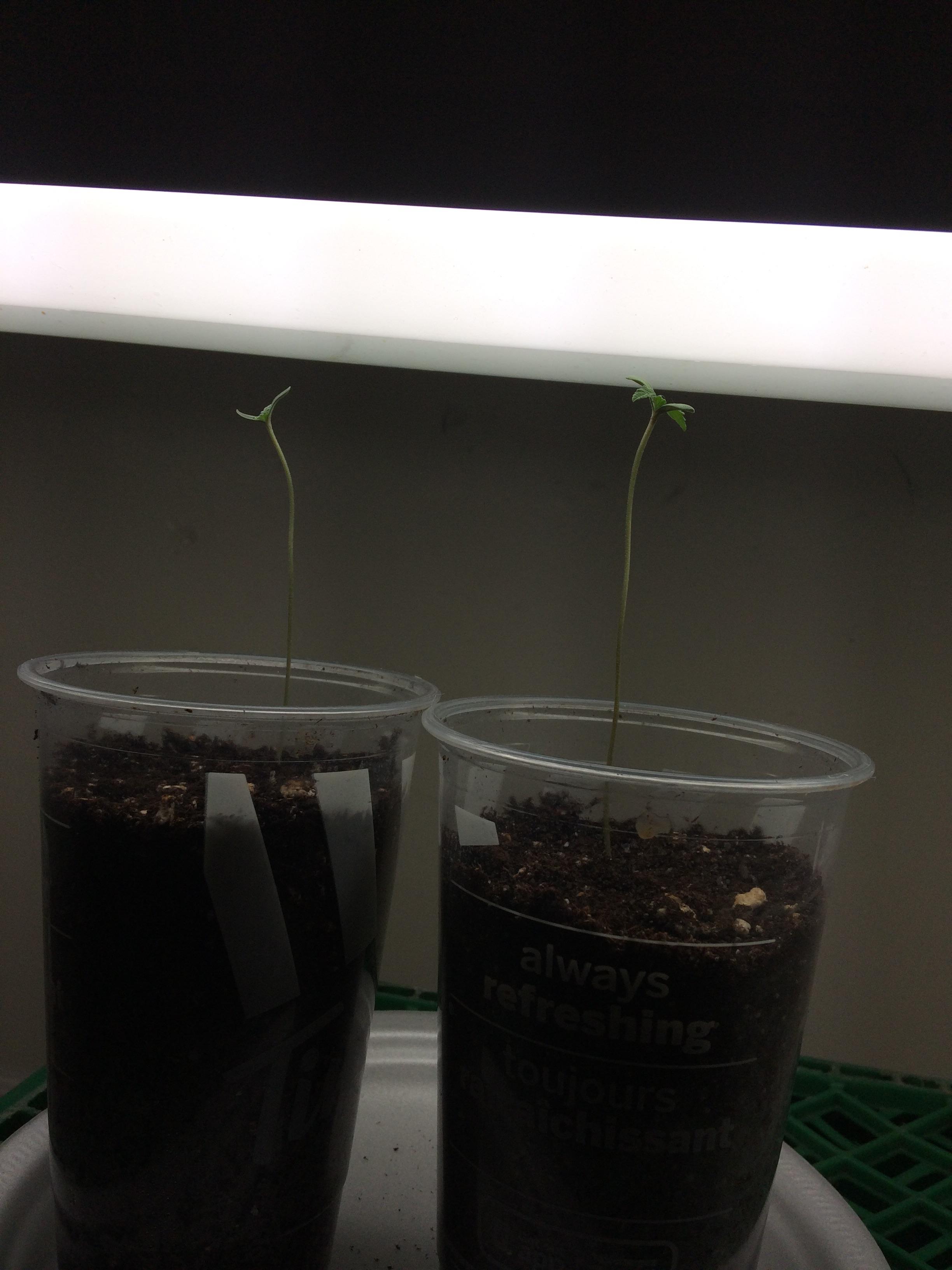 Why are my plants growing so tall r/SpaceBuckets