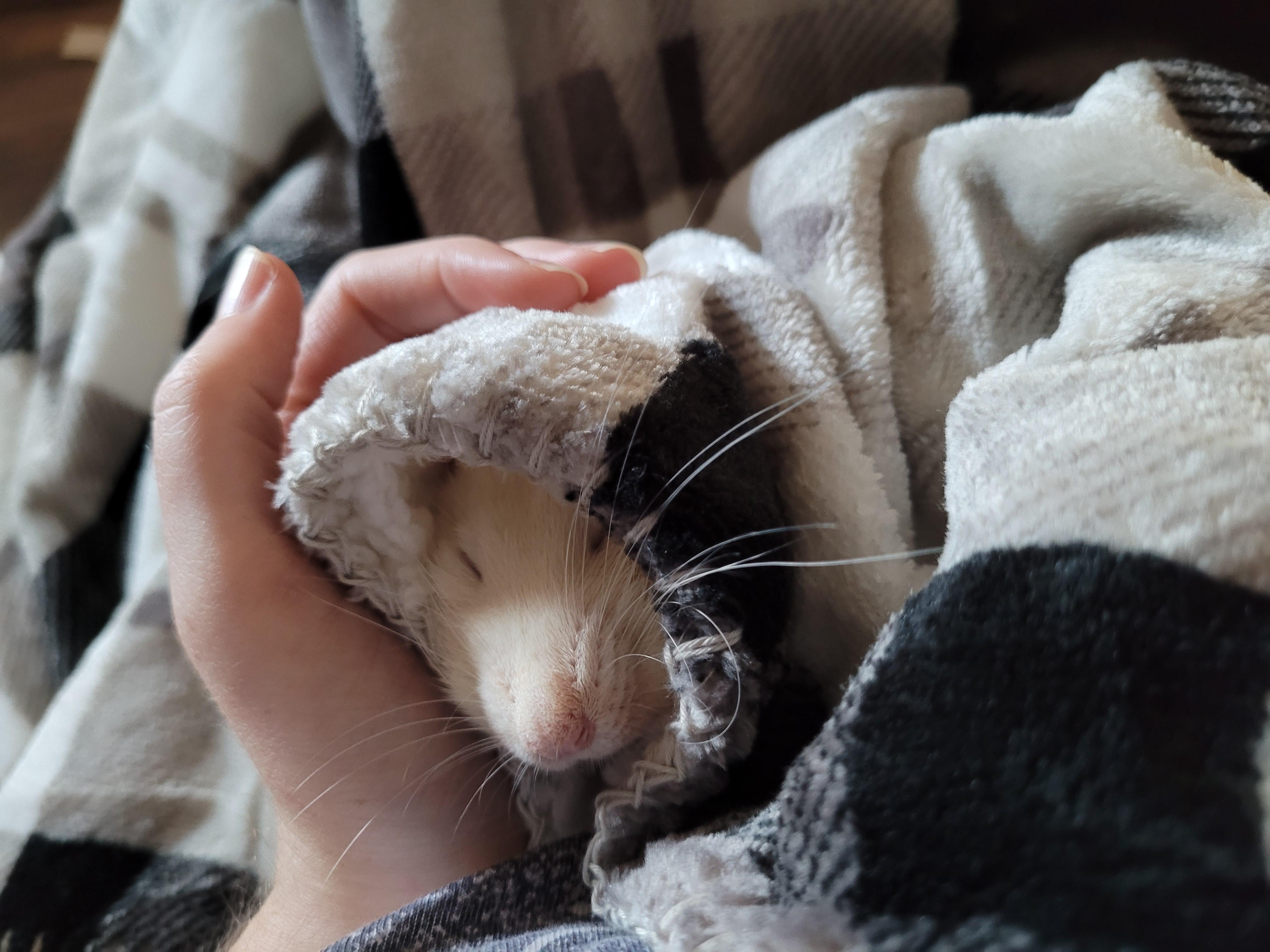 He loves to be swaddled r/RATS