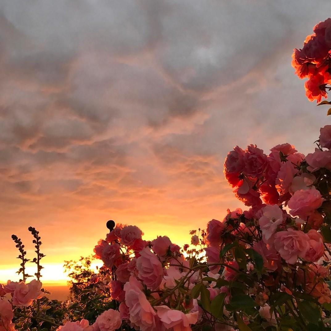 A Beautiful sunset with beautiful flowers r/pics