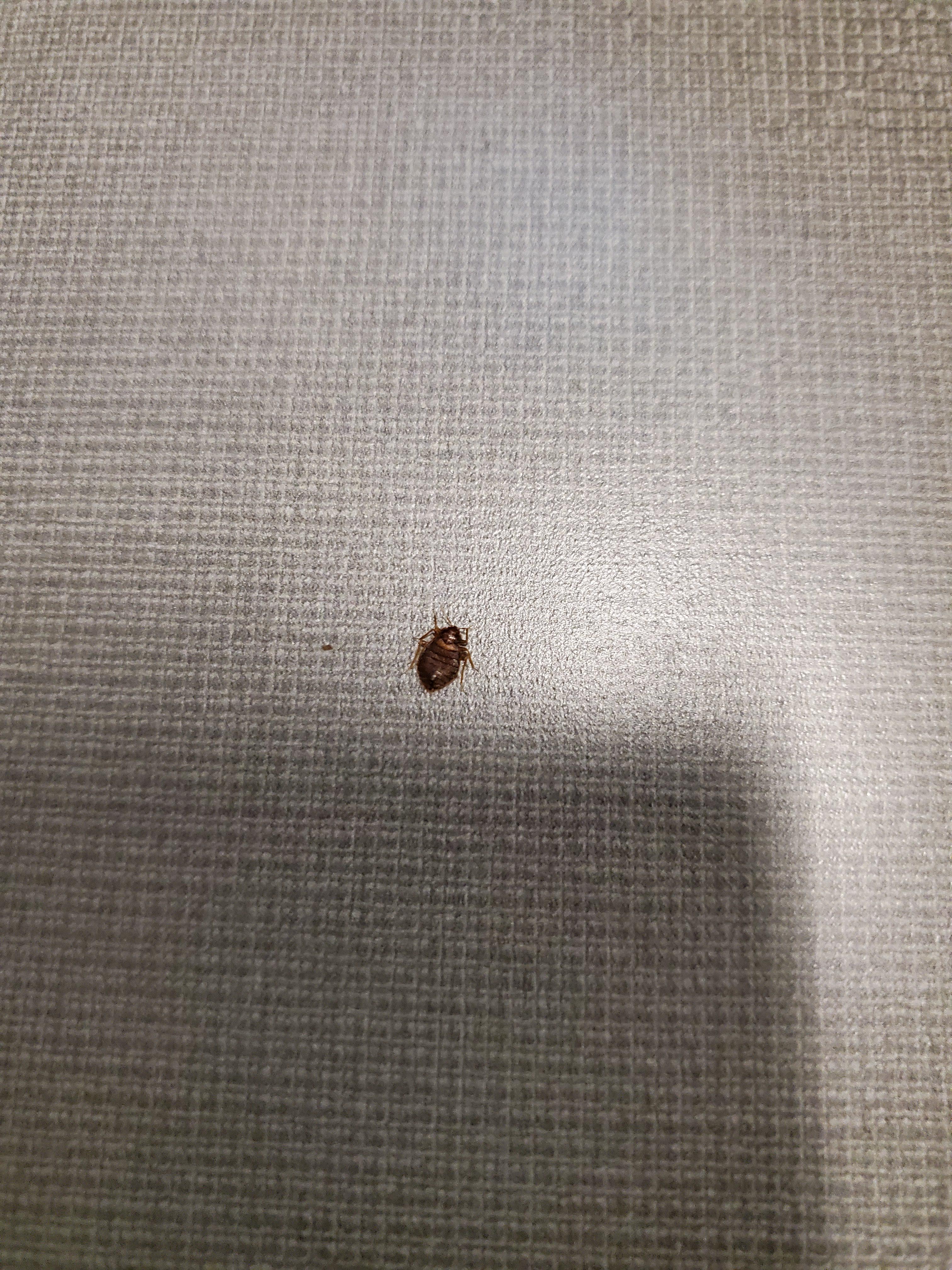I just started working at an office with bed bugs. r/Wellthatsucks