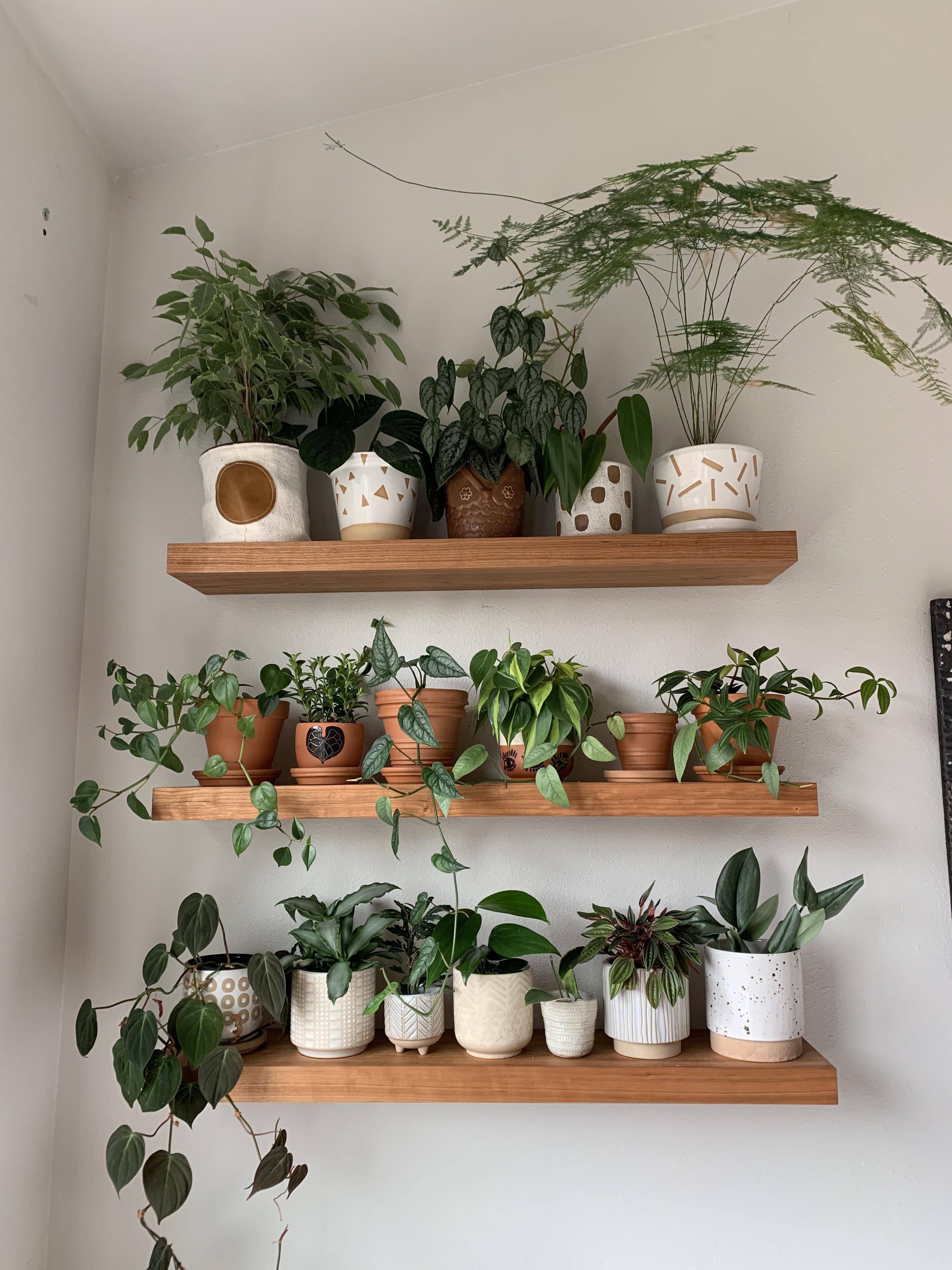 One half of my bedroom plant shelves