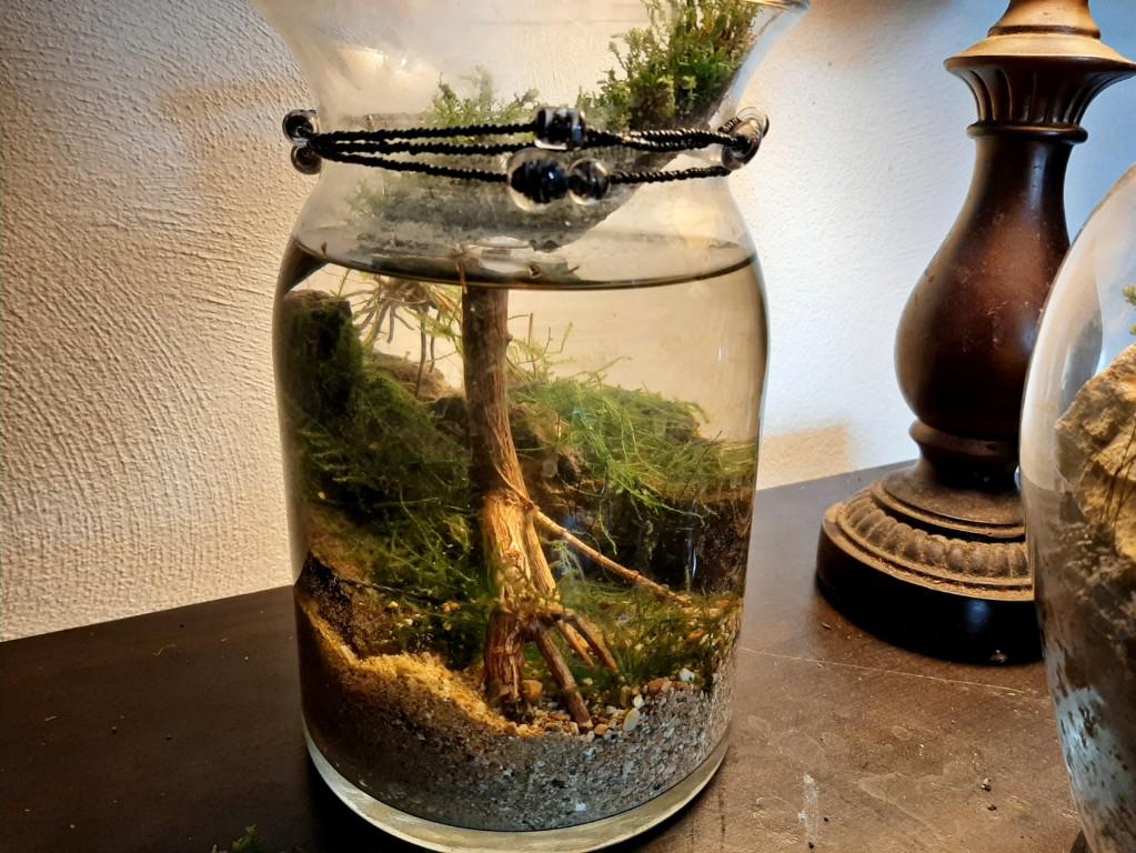 Moss Jar Day 3 r/PlantedTank