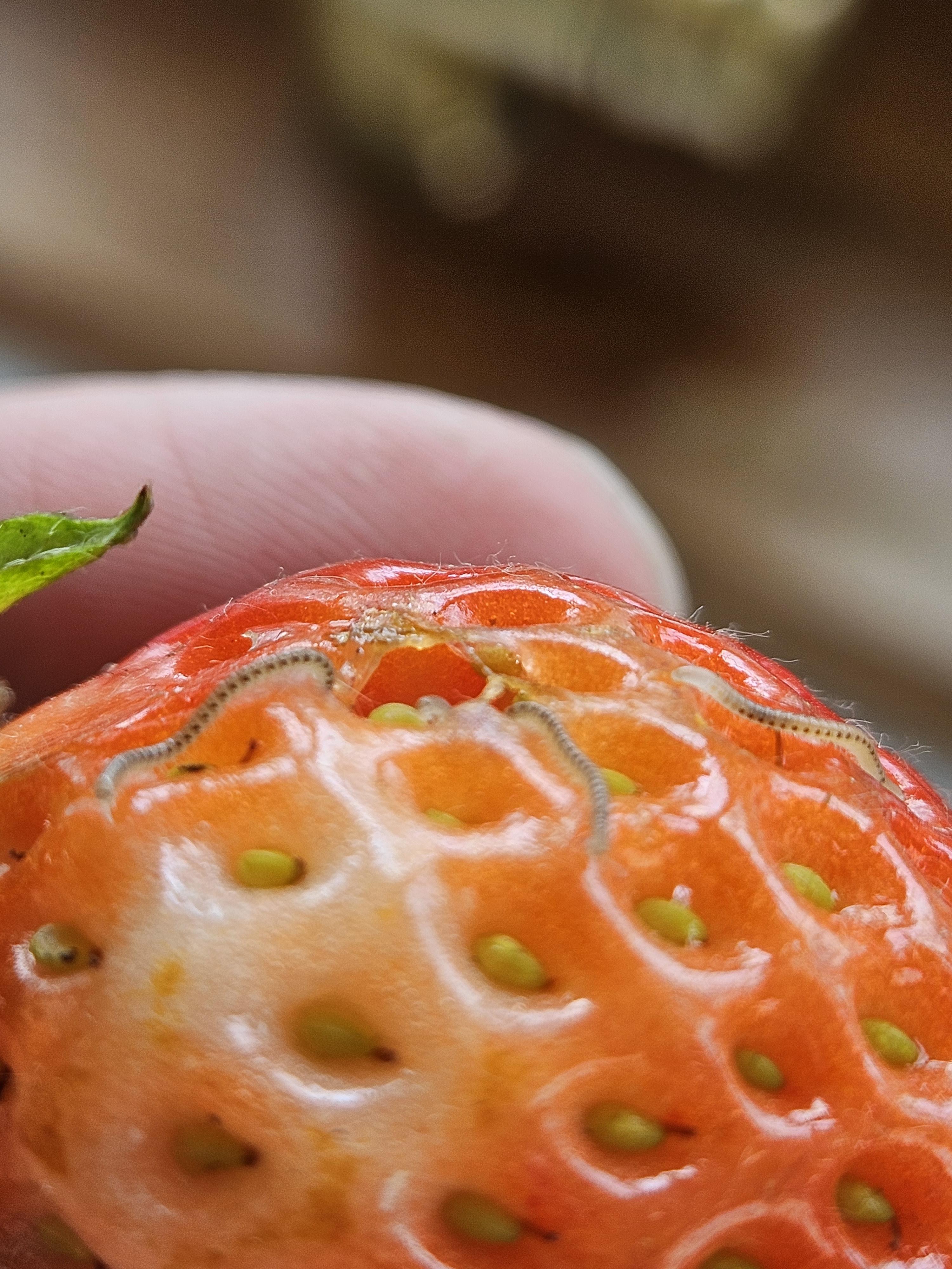 What's eating my strawbs? r/nzgardening