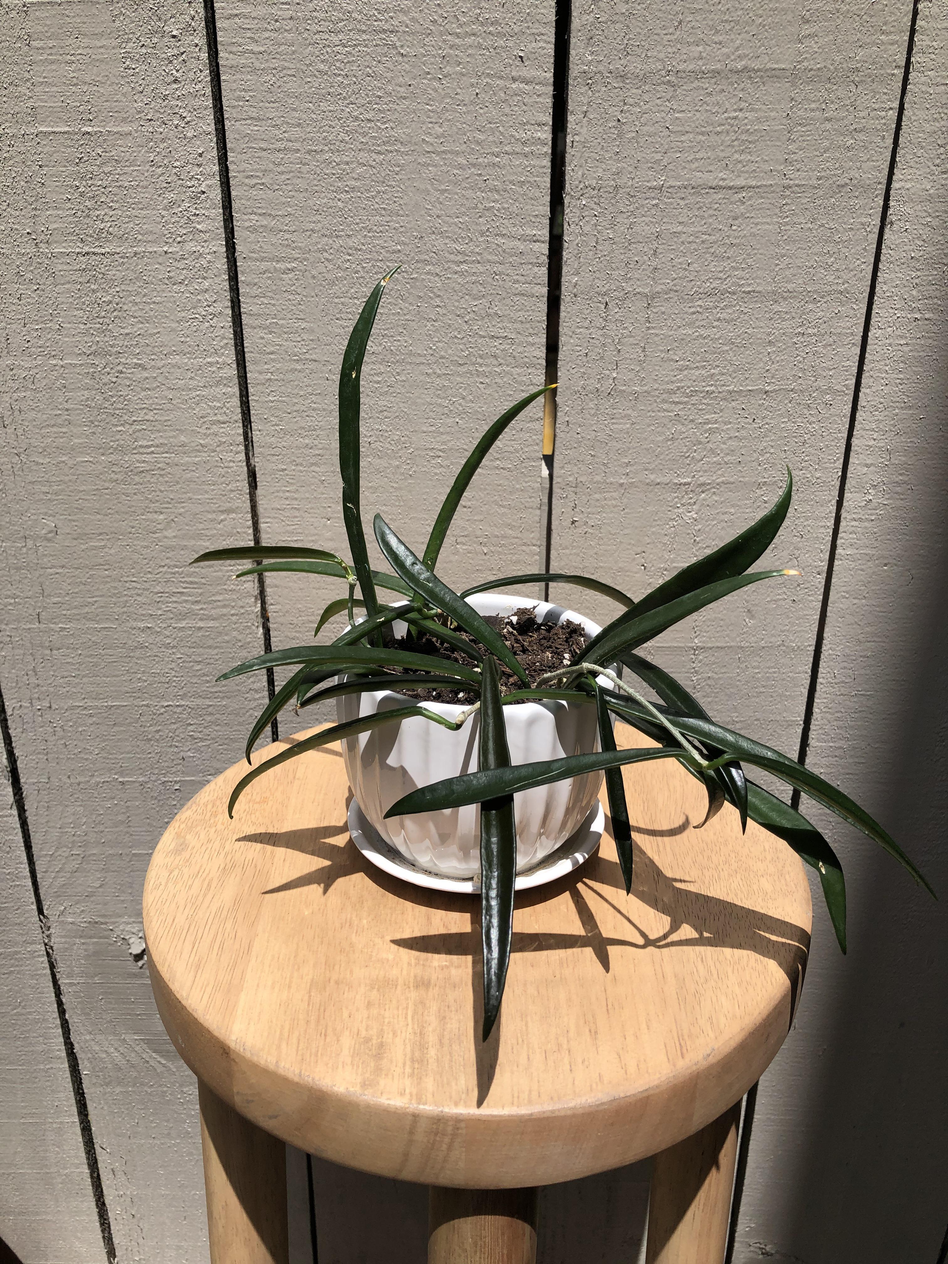 Do you guys put your Hoyas in direct sun outside? I’m getting