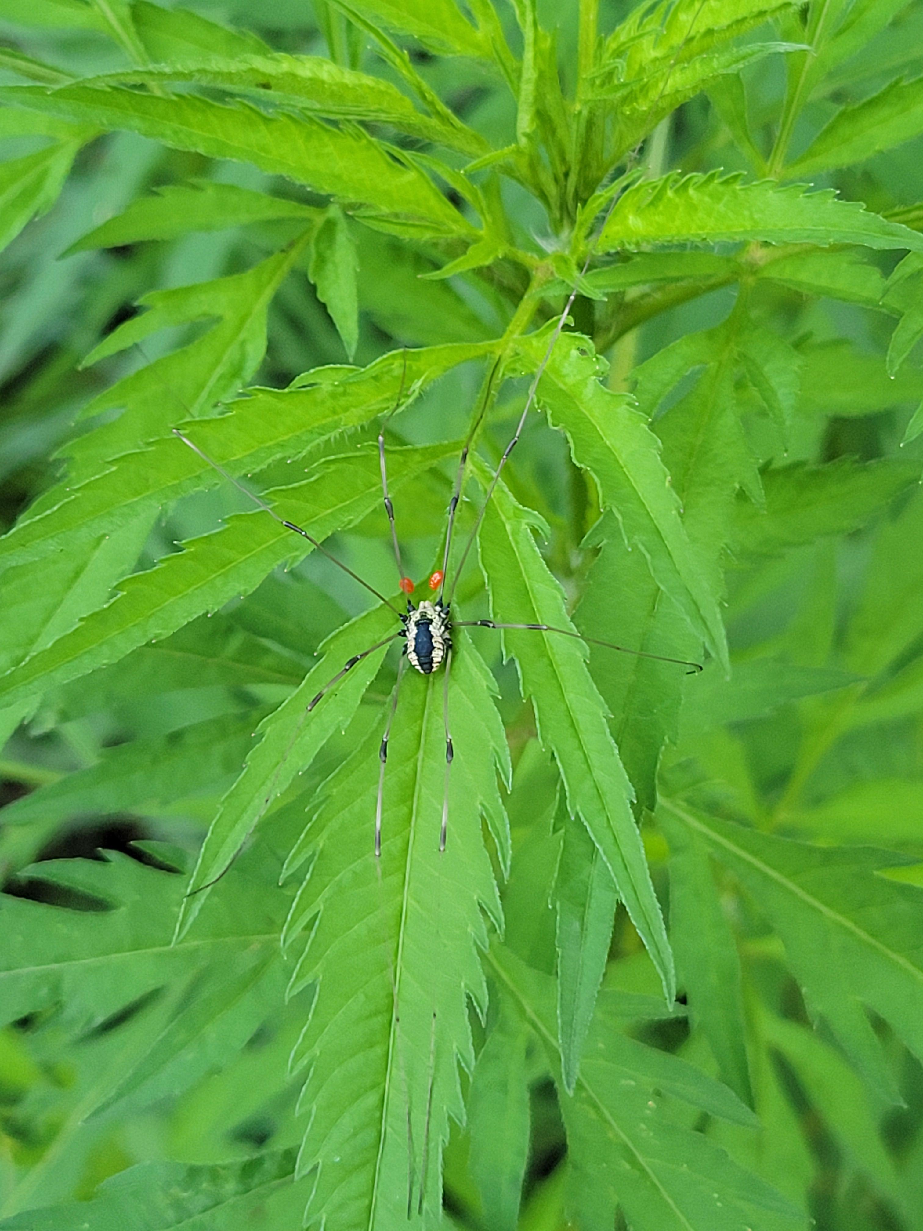 Parasitic mites looking like red eyes on this harvestman spider atop my