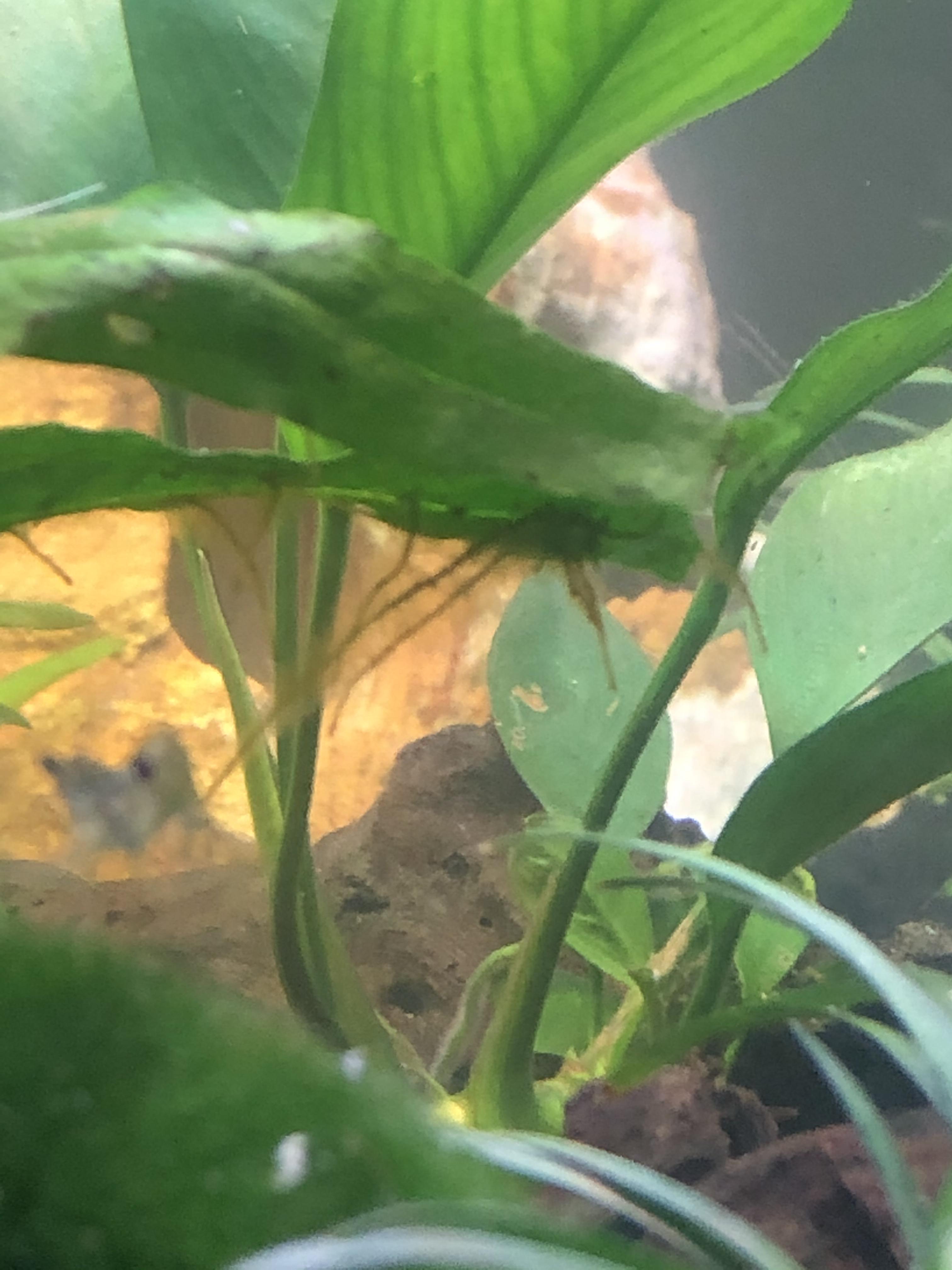 Does anyone know what this is that’s growing off of my java fern? r