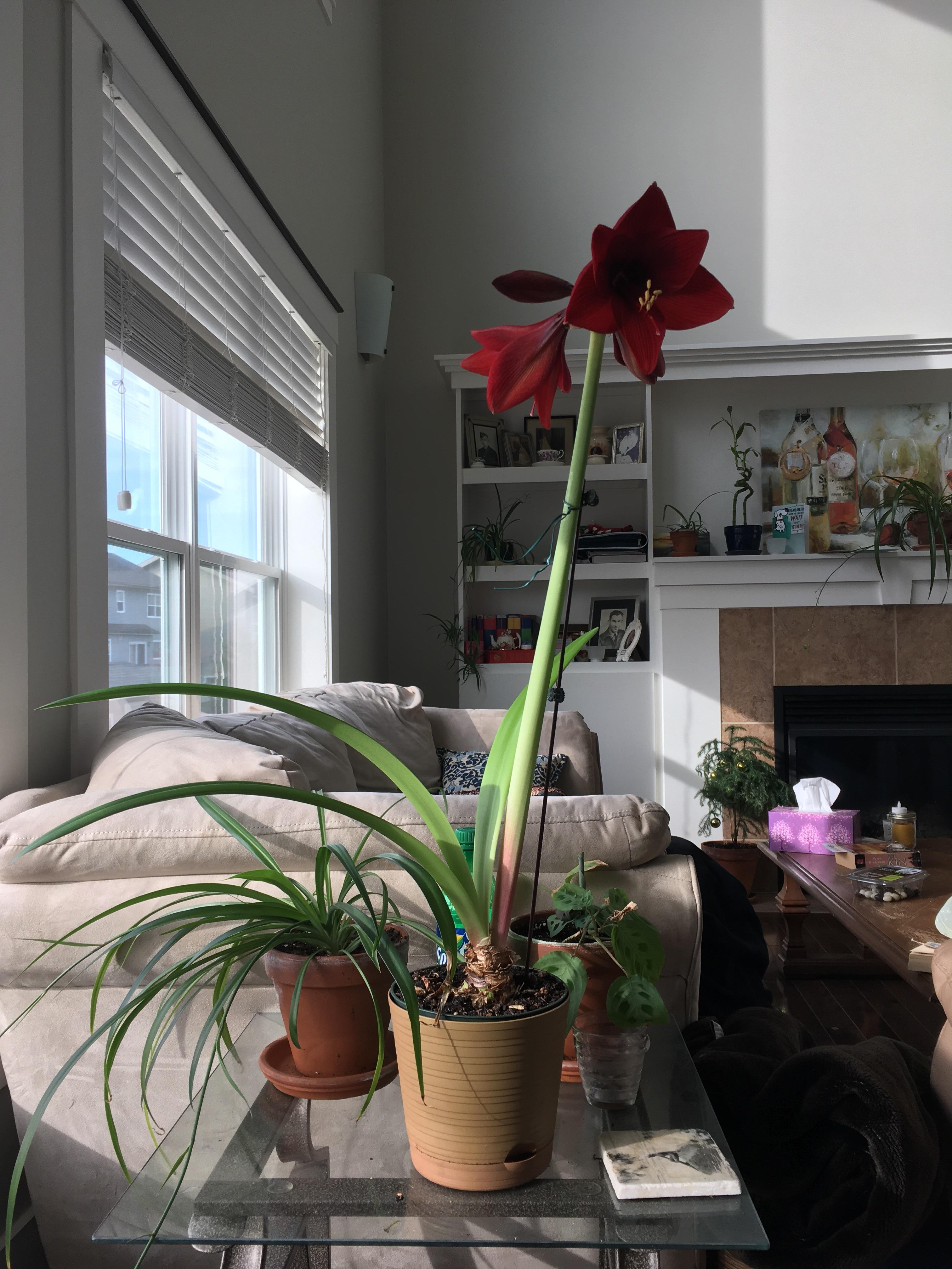 My amaryllis finally decided to bloom about a few months later than