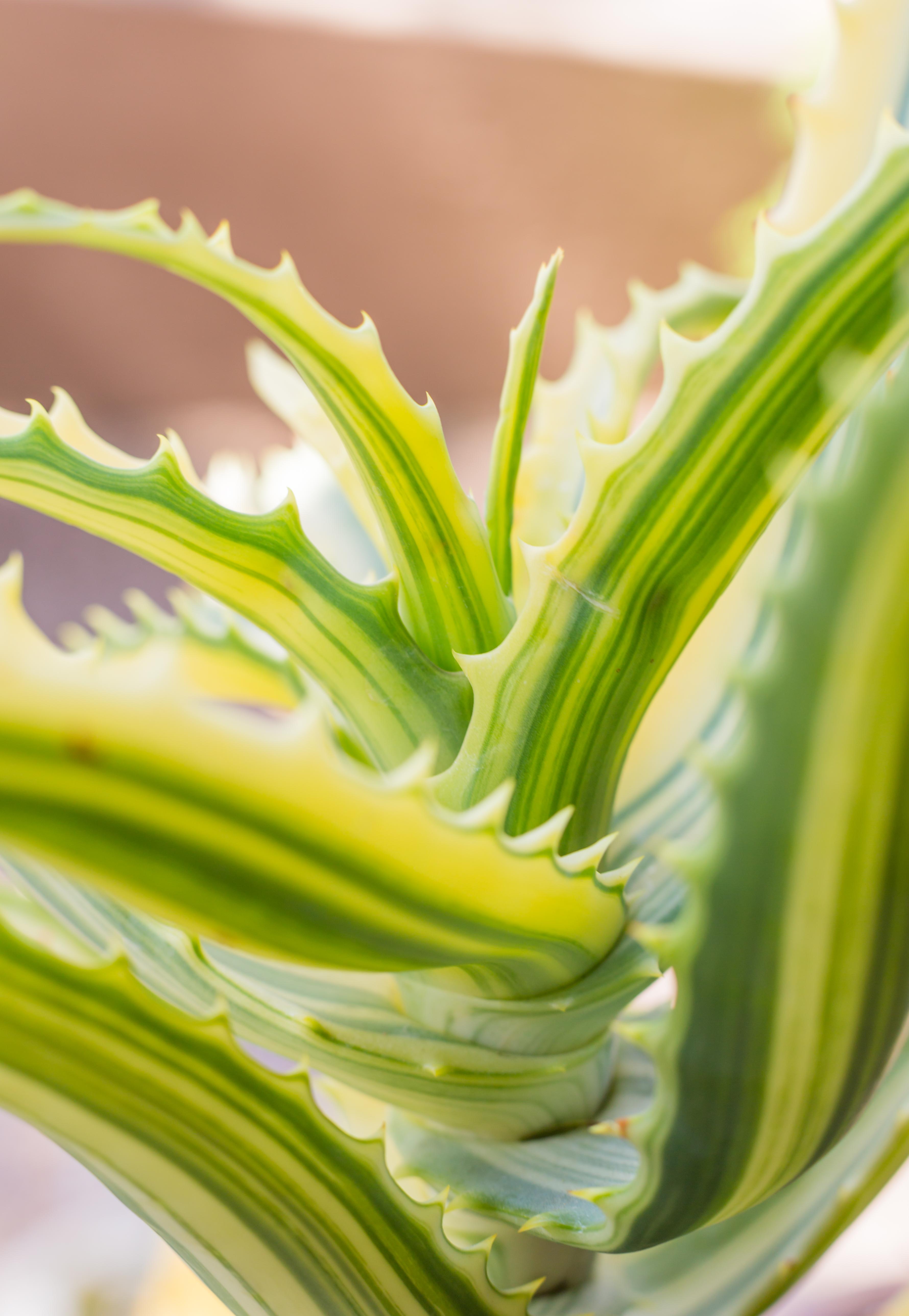 aloe arborescens variegata looking like ribbon candy