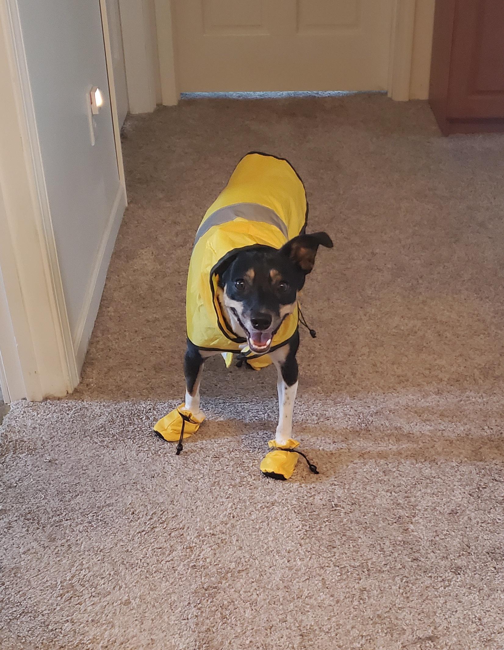 Raincoat and boots were a surprise hit with our pup! r/aldi