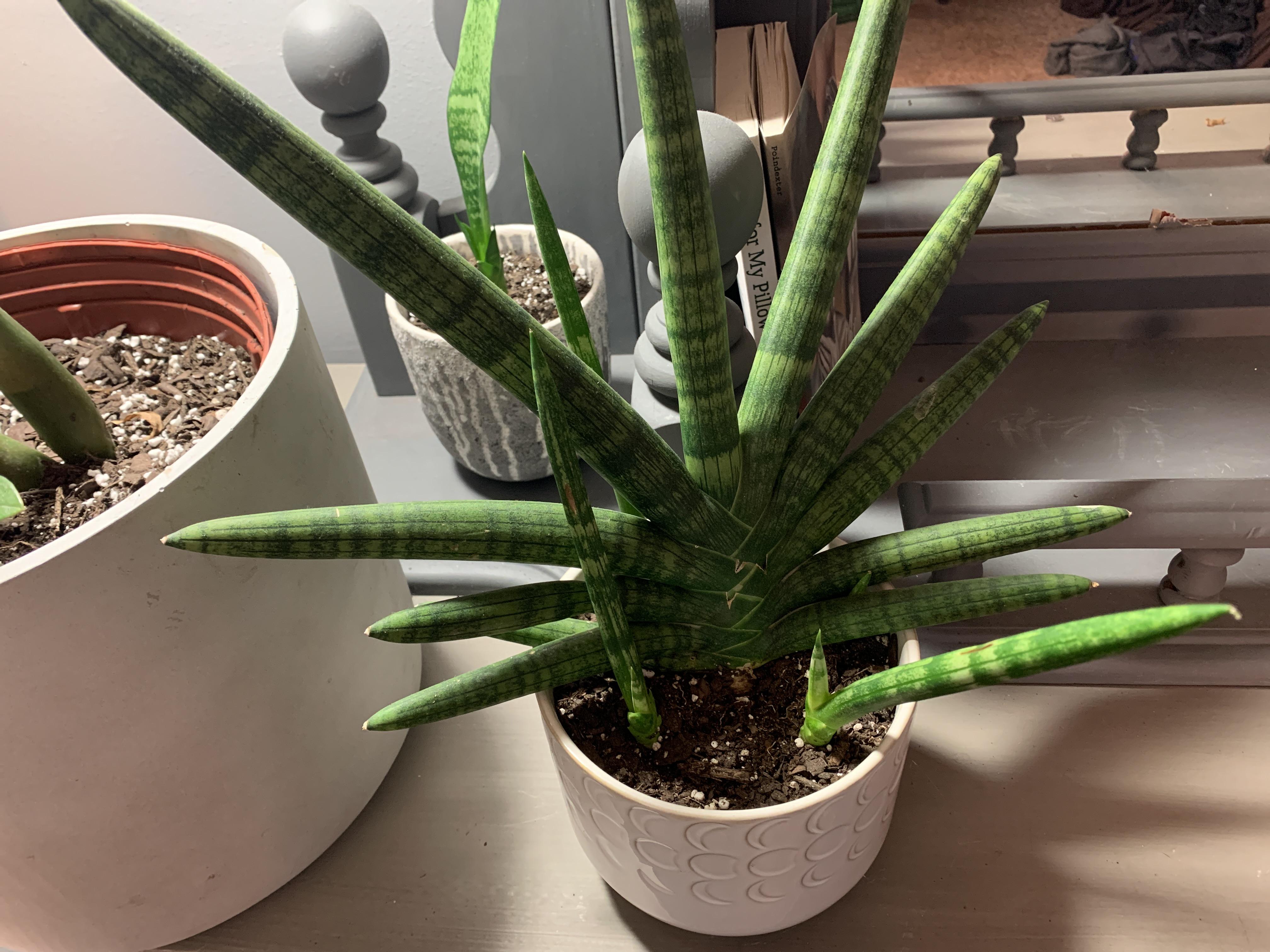 When/how can I remove the pups on my starfish sansevieria? r/plants