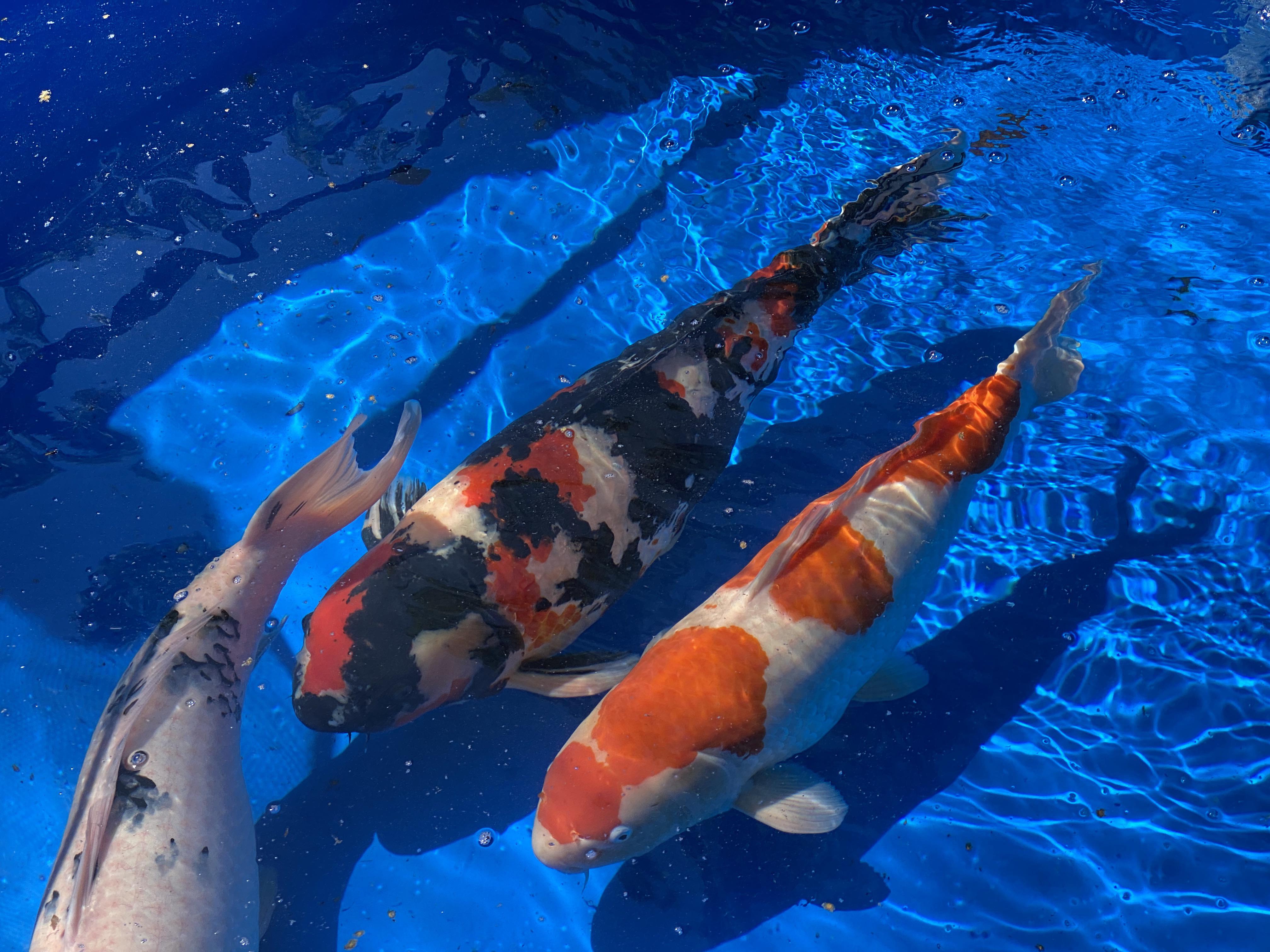 How/Where to sell Koi Koi