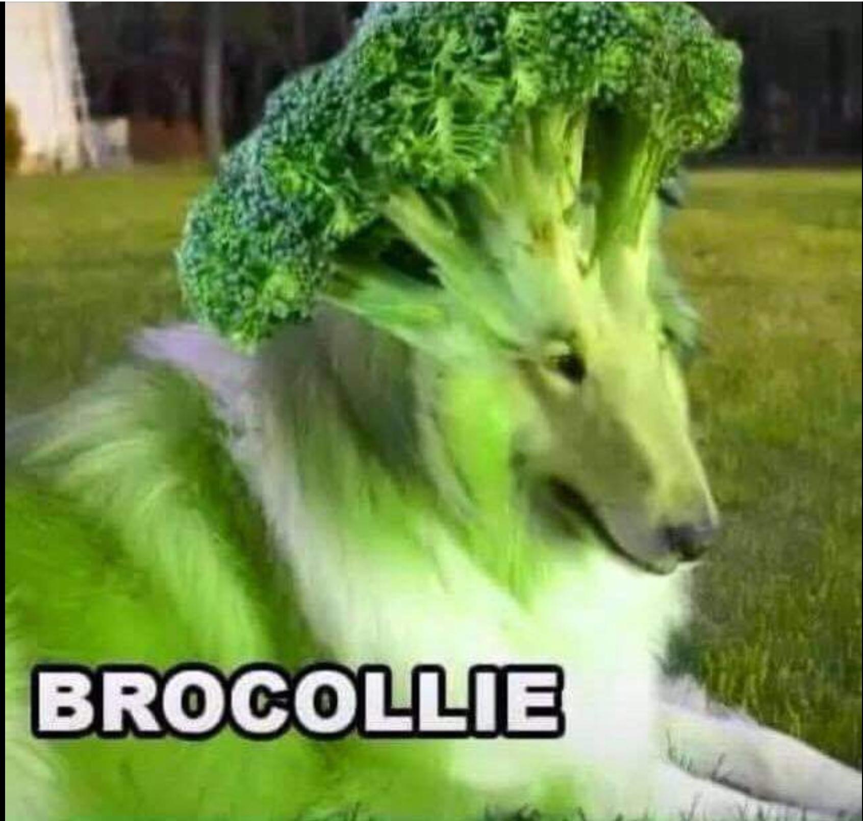 This plant dog hybrid is illegal r/PunPatrol