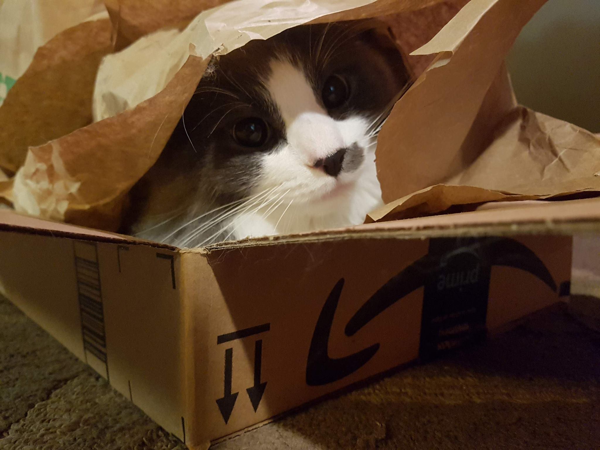 You can buy anything on the cats