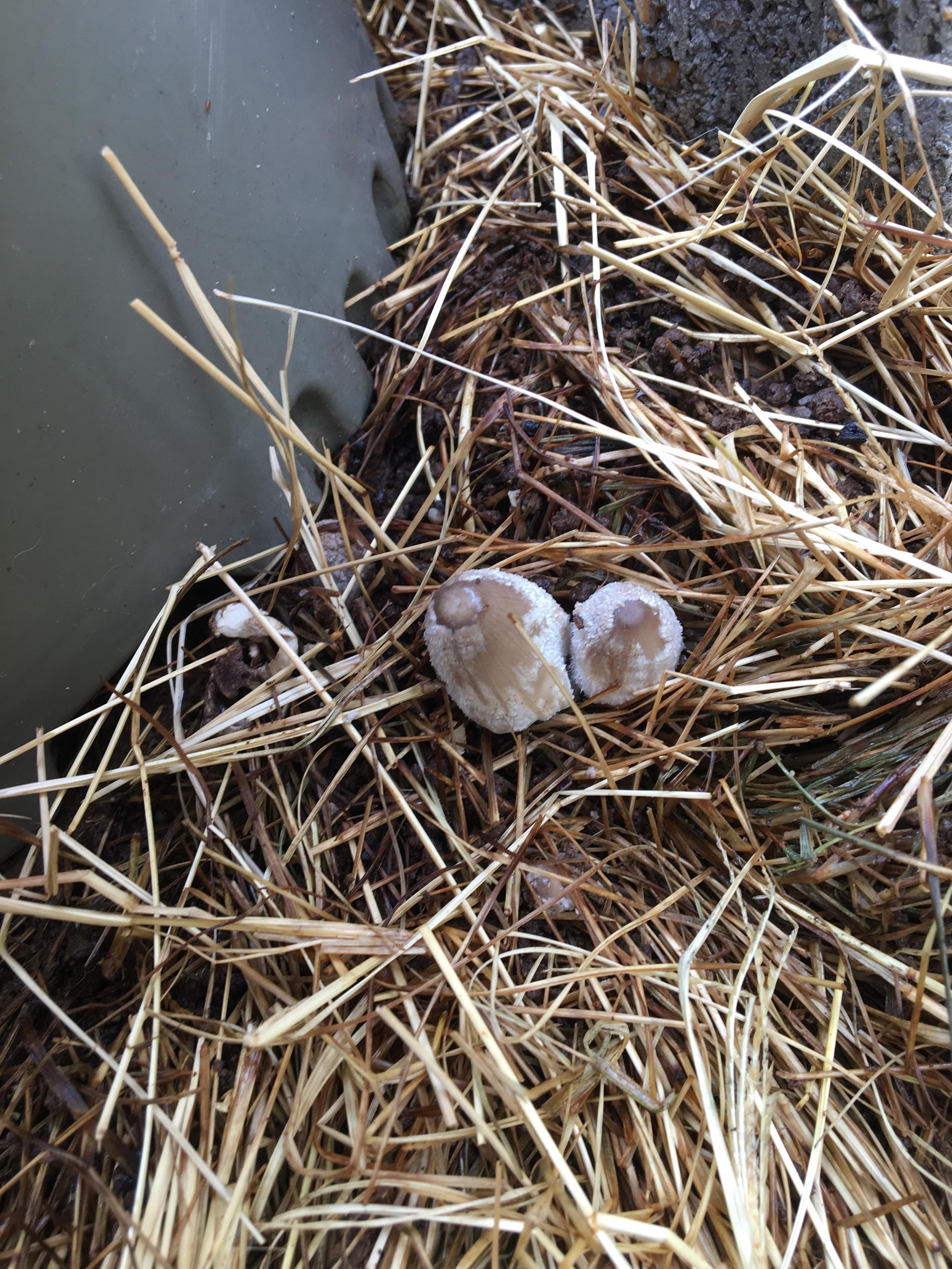 Found growing in hay bales. Can anyone tell what these are
