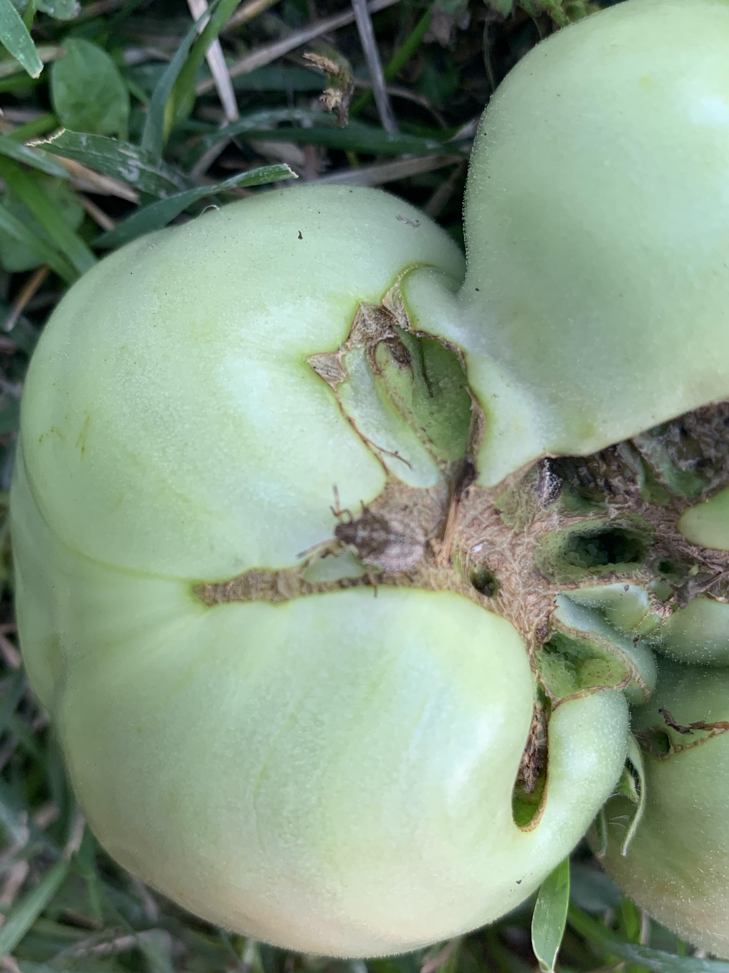 What is eating my tomato? r/gardening