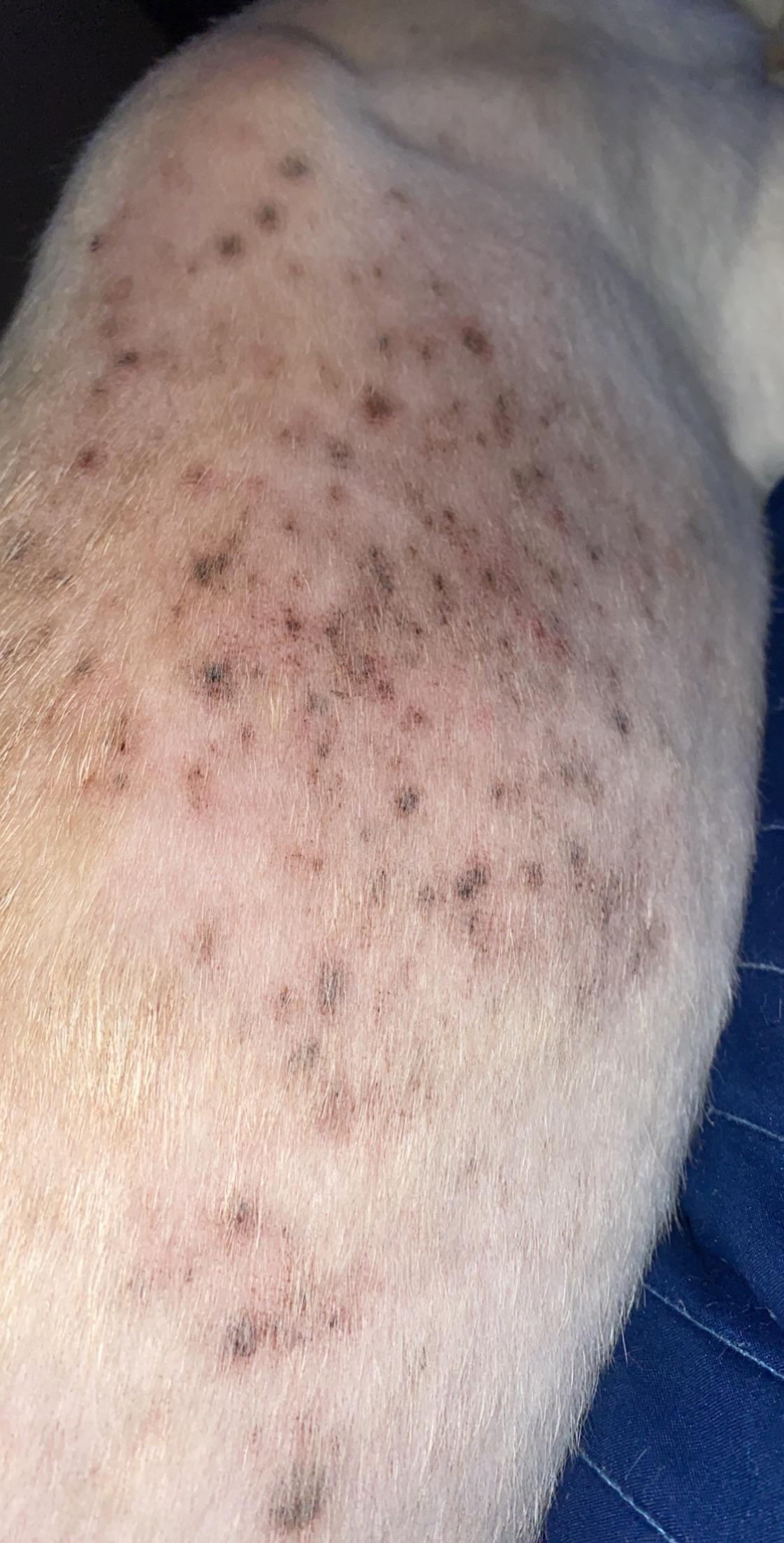Please help. What are these black scabs/spots on my dog? I’ve given him