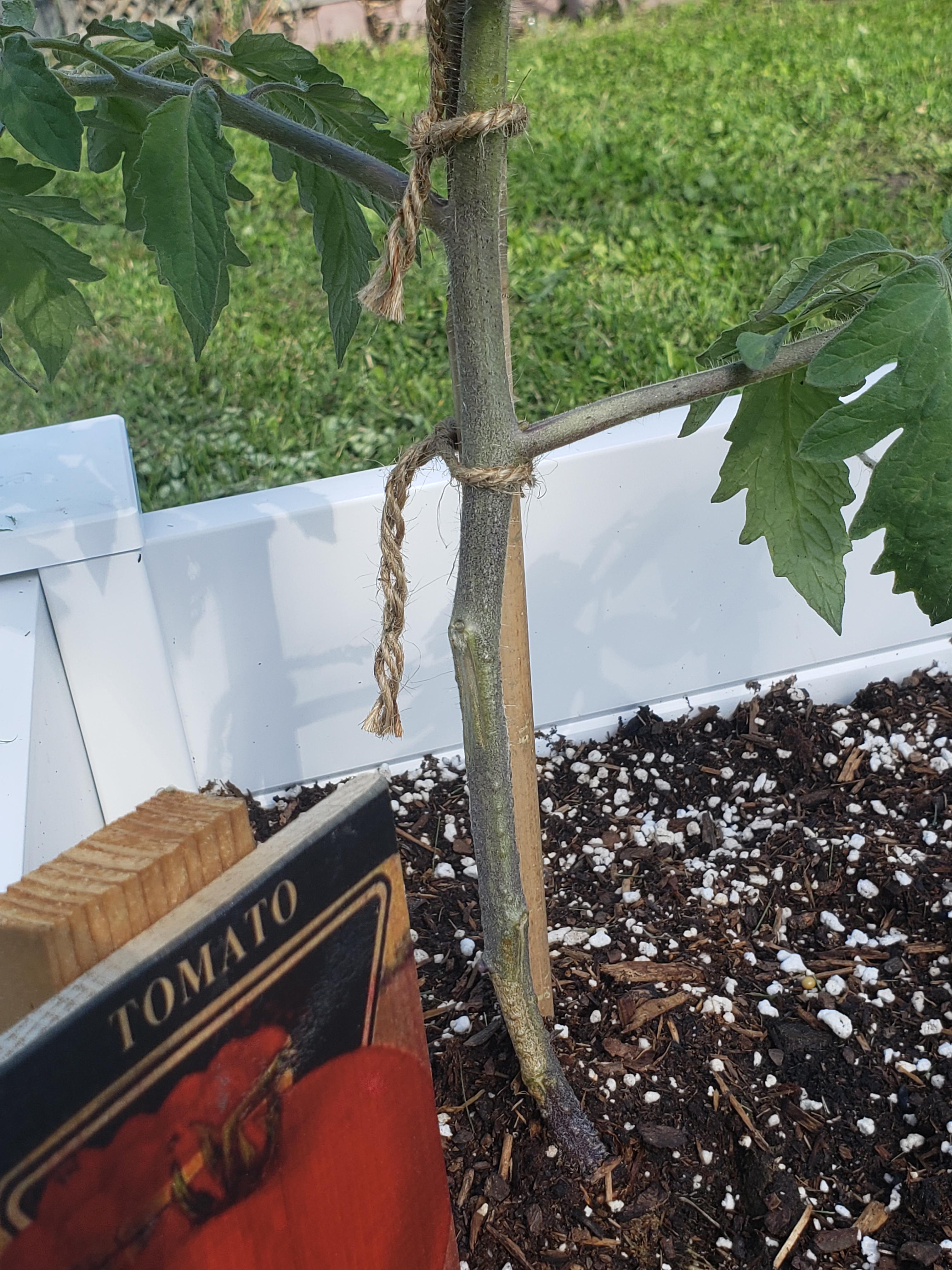 Pls help, tomato stem turning dark color (purplish)! Transplanted