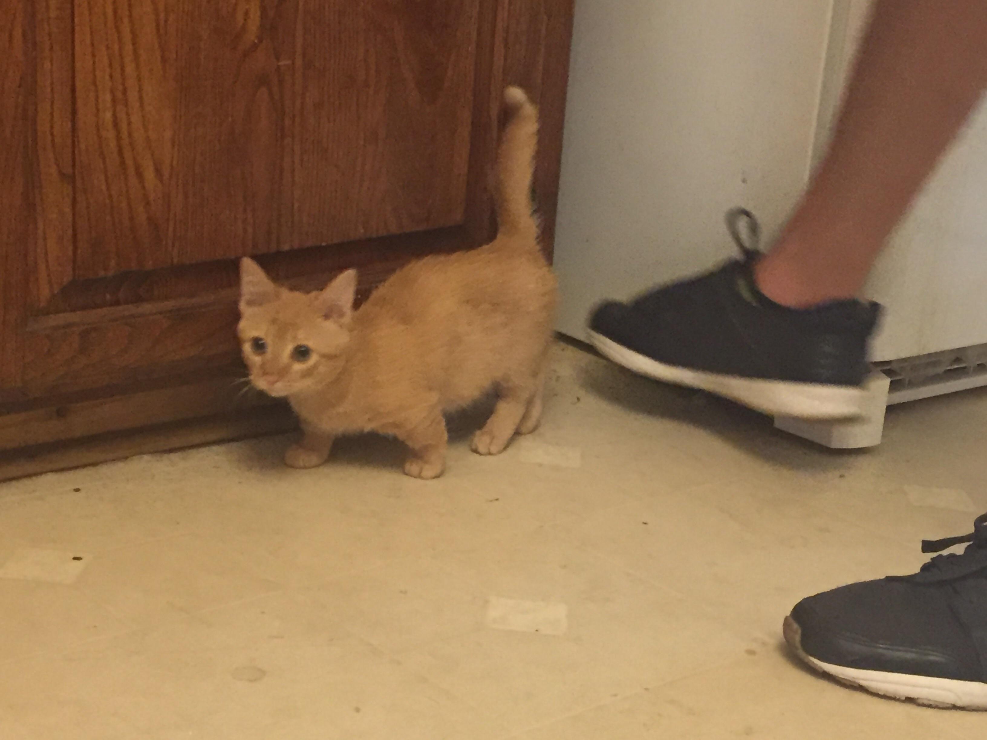 Full grown dwarf kitty brings me happiness r/cats