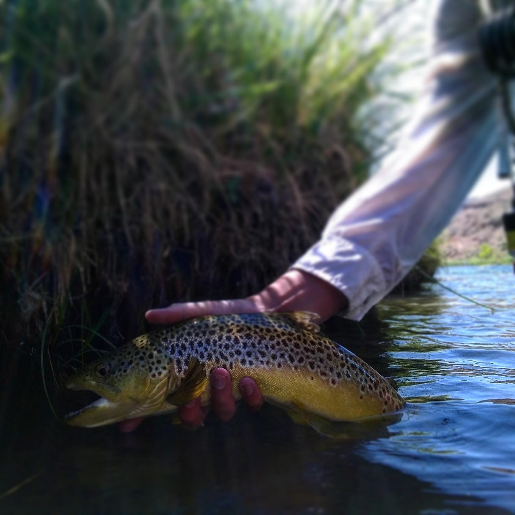 Public land trout r/flyfishing