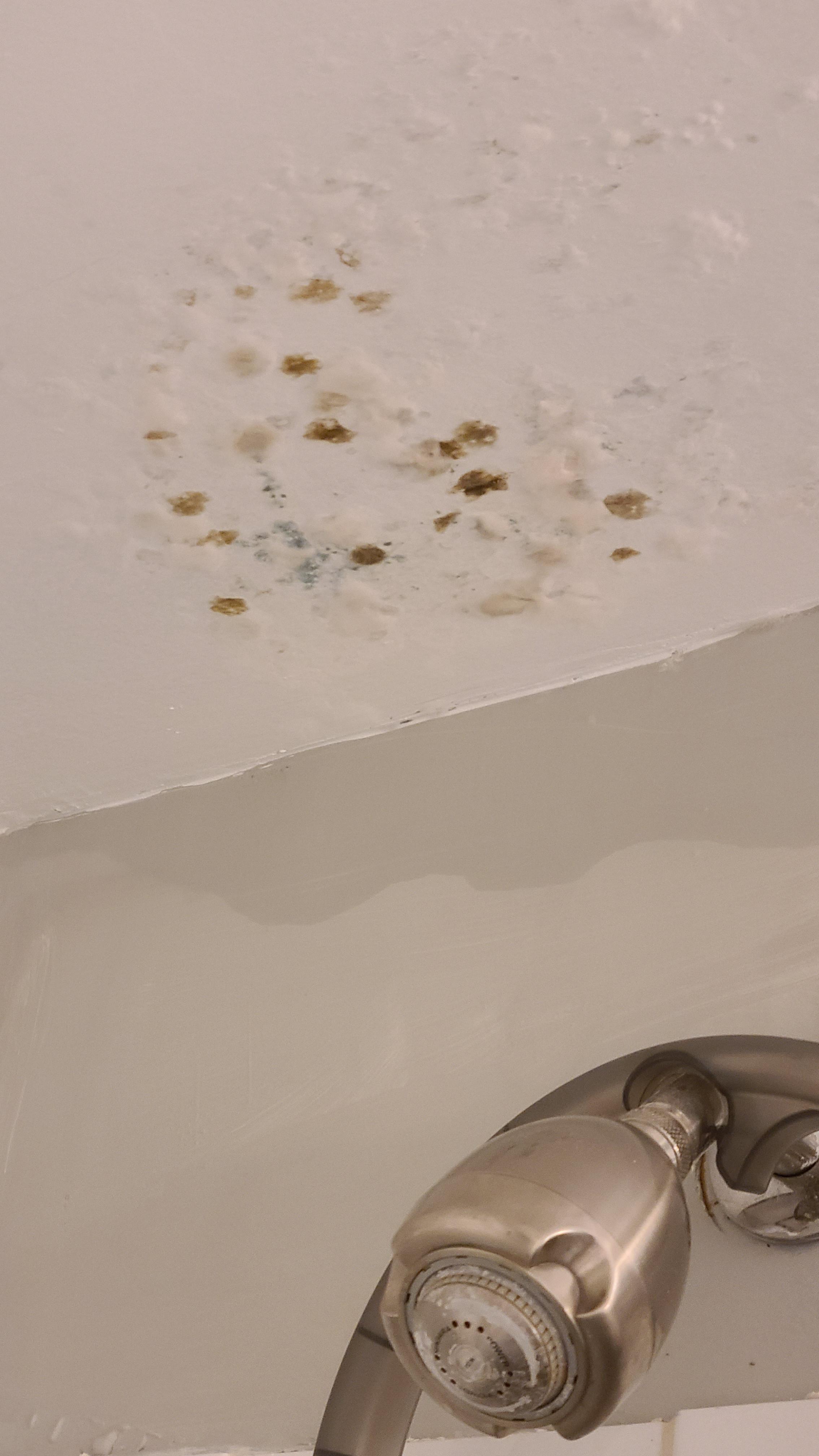 The mold from the water from my upstairs neighbors bathtub that my