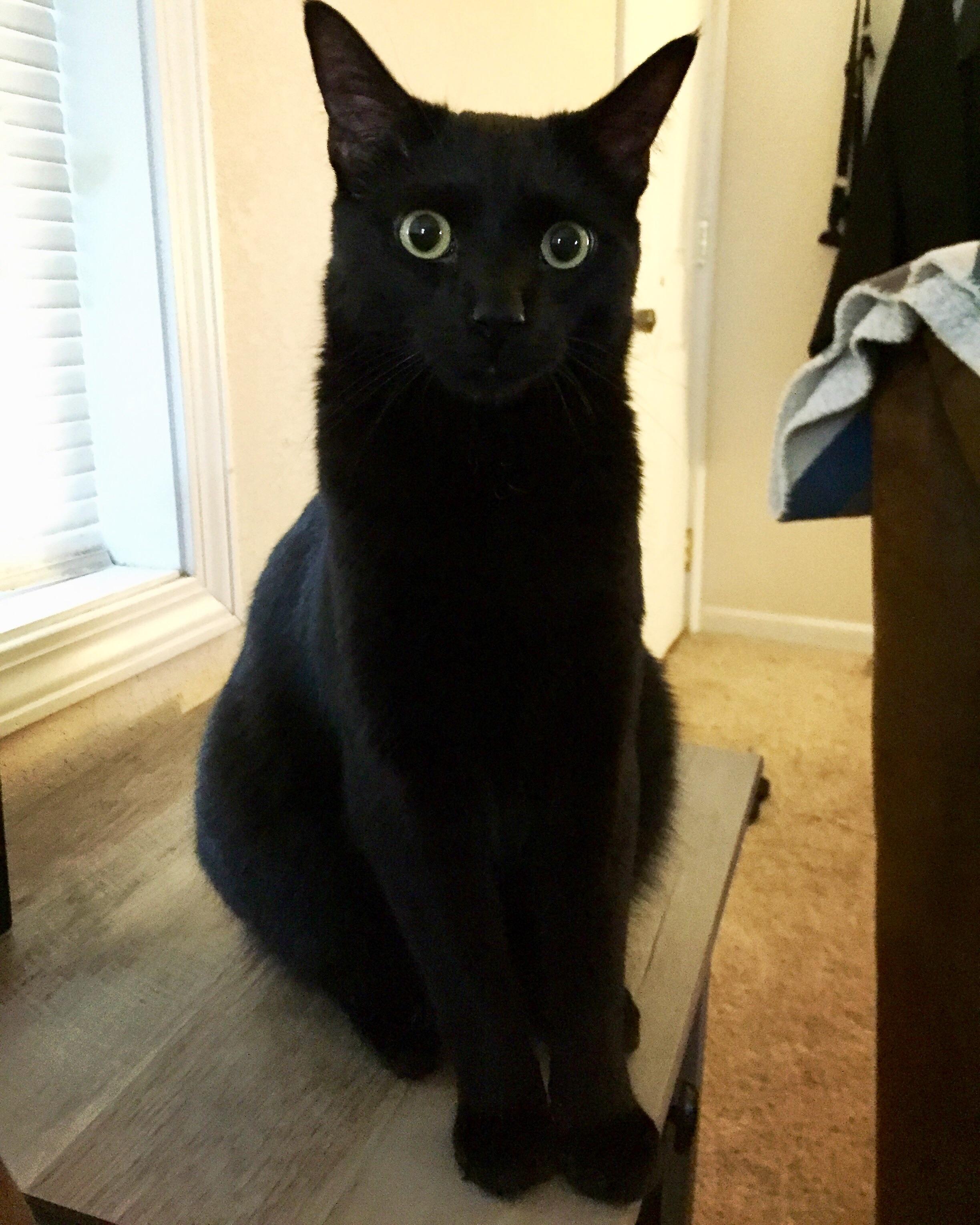 Look at this little panther r/blackcats