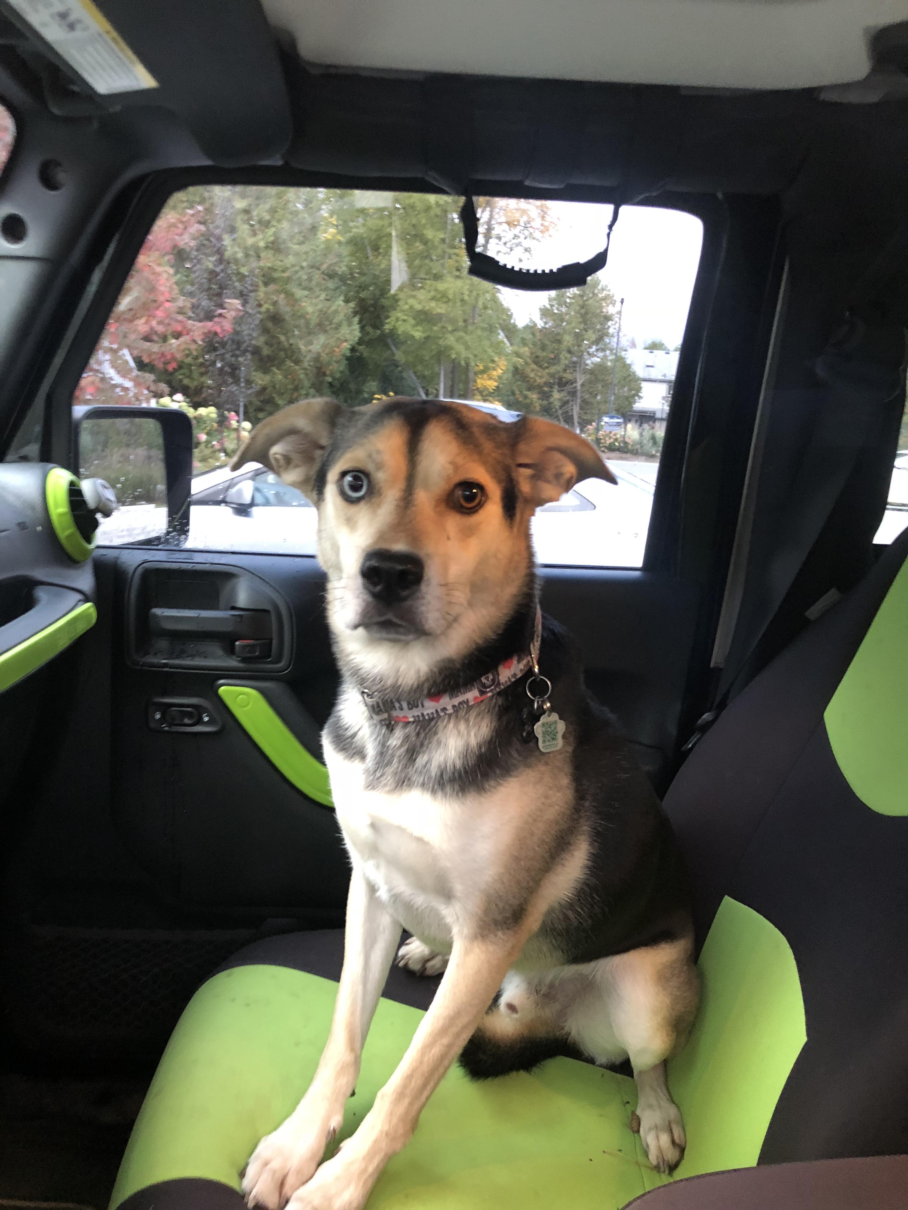Atticus the Jeep dog! jeepdogs