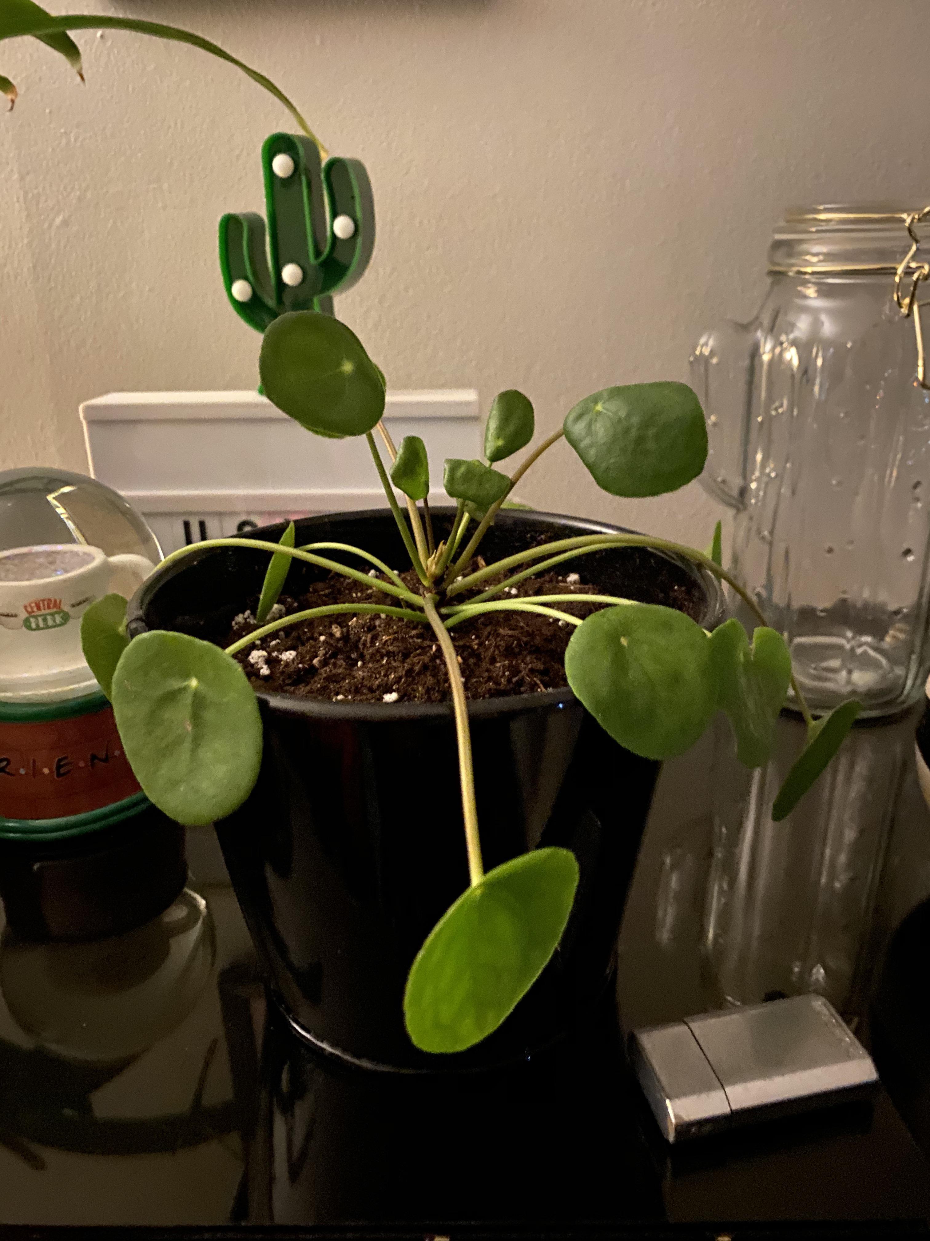 help! my chinese money tree looks super droopy and depressed. i know