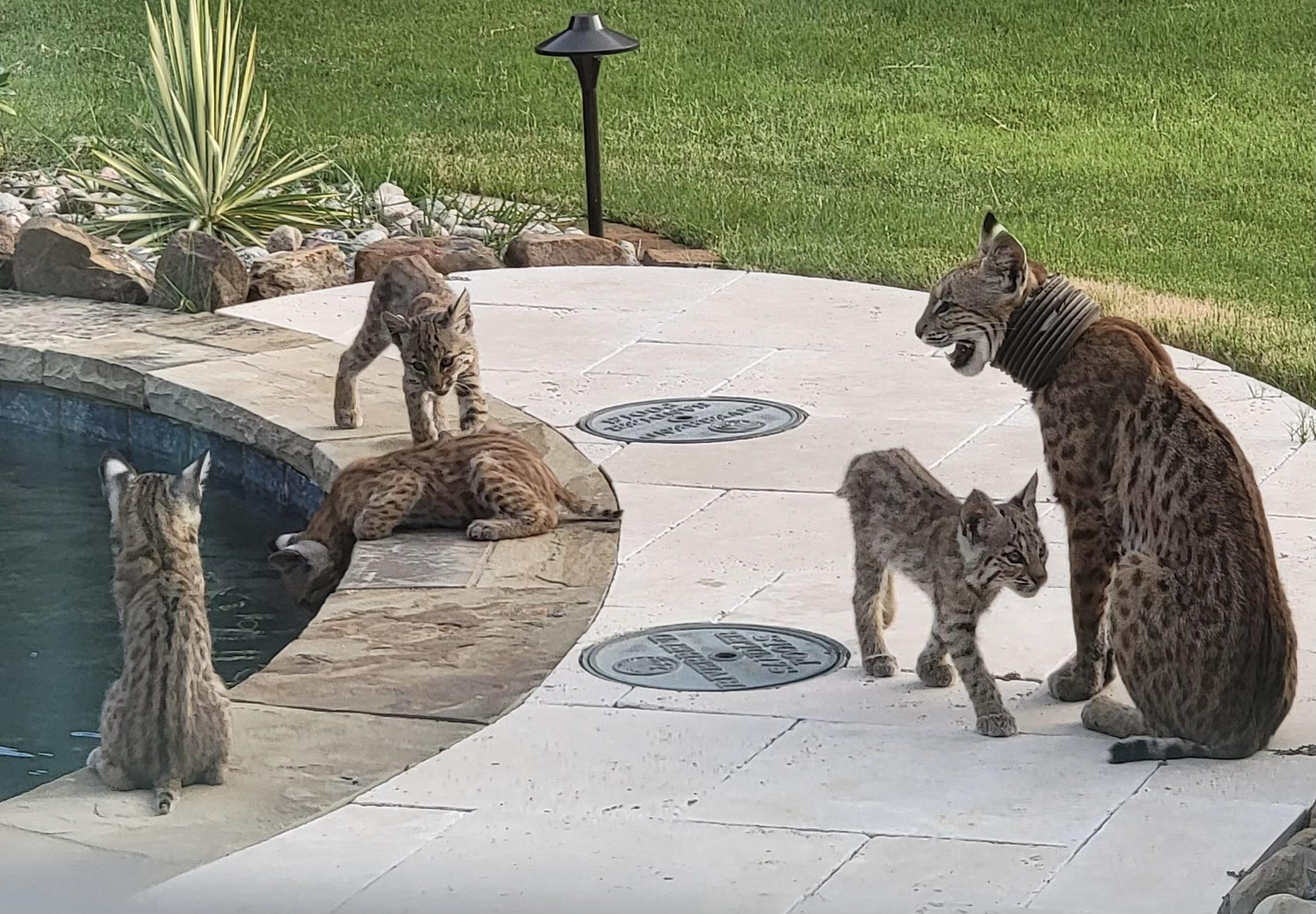 bobcat family in a neighbors yard!! r/urbanwildlife