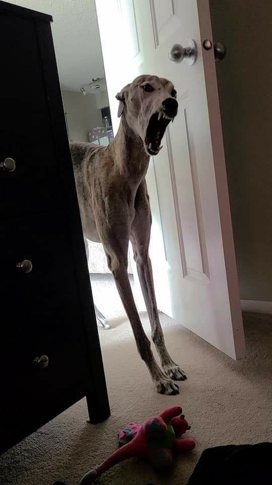 This slender dog r/oddlyterrifying