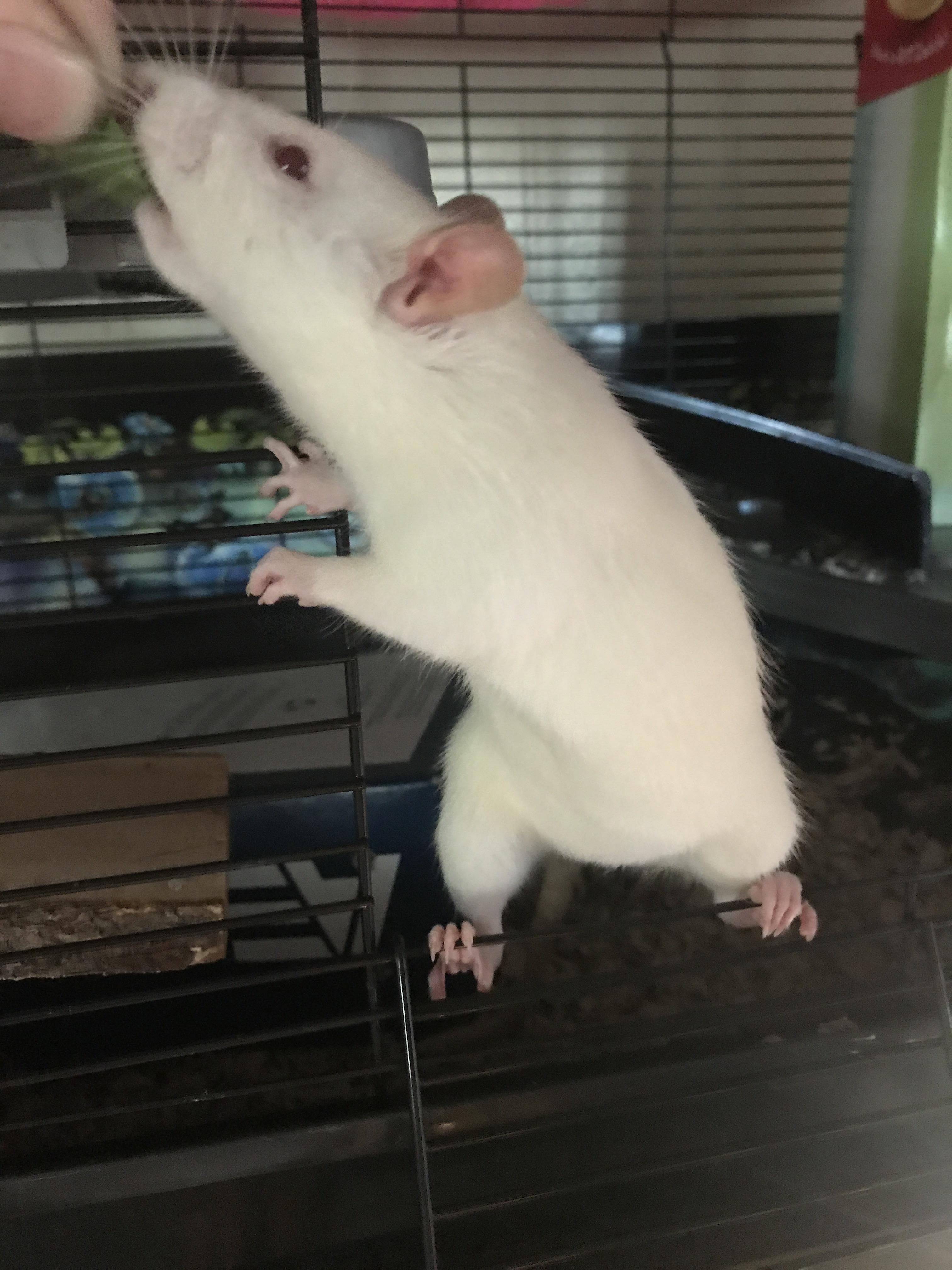 papa feeding Lucy some romaine🖤 r/RATS