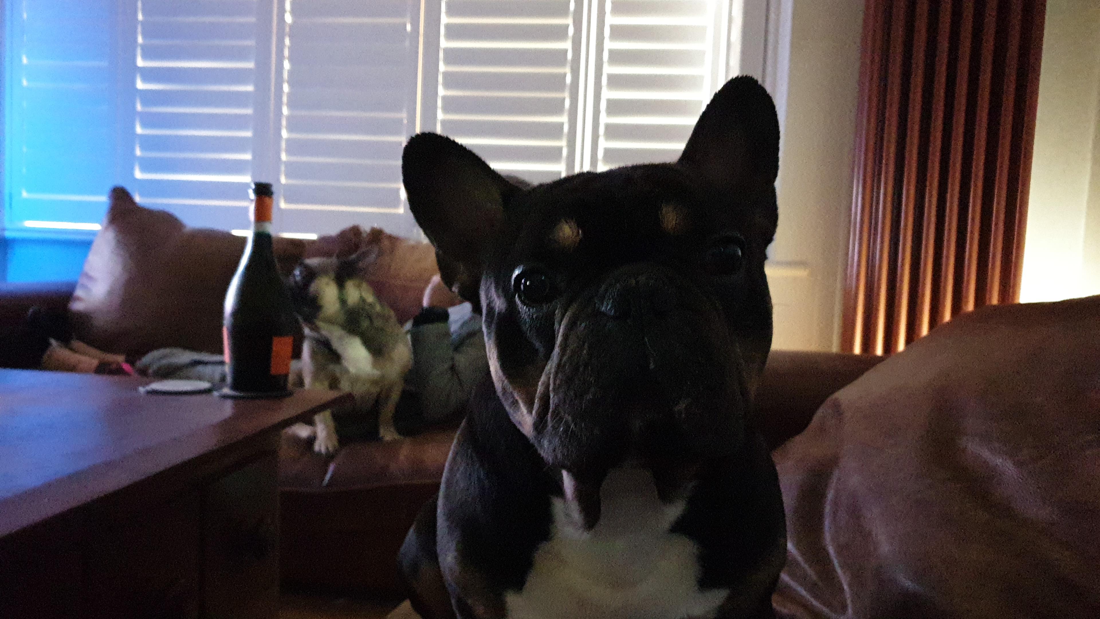 Pressure.The nightly stare from 3year old Frenchie called Vincent