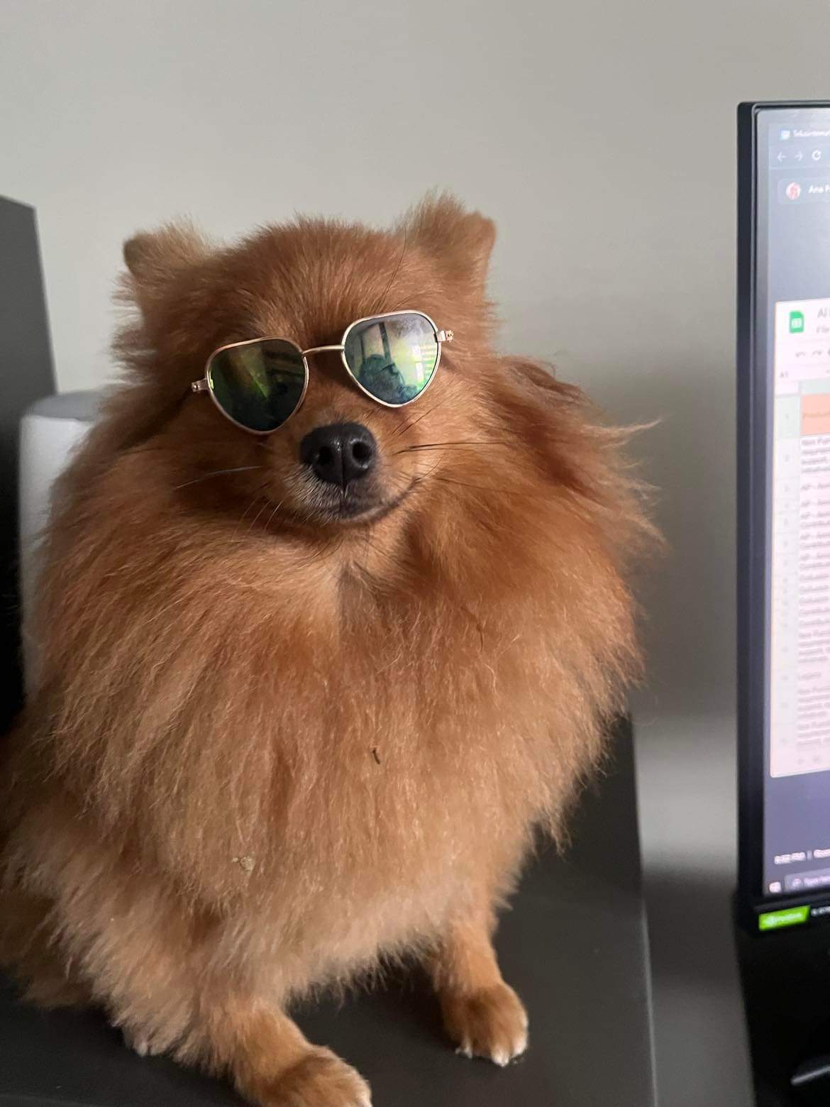 PsBattle Dog wearing shades
