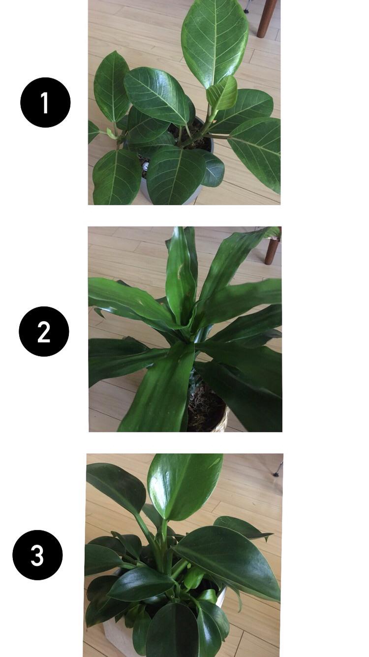 Tropical Plants for Identification r/whatplantisthis